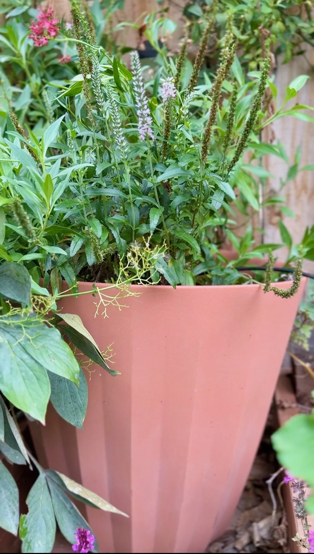 Veronica and Jupiter's Beard