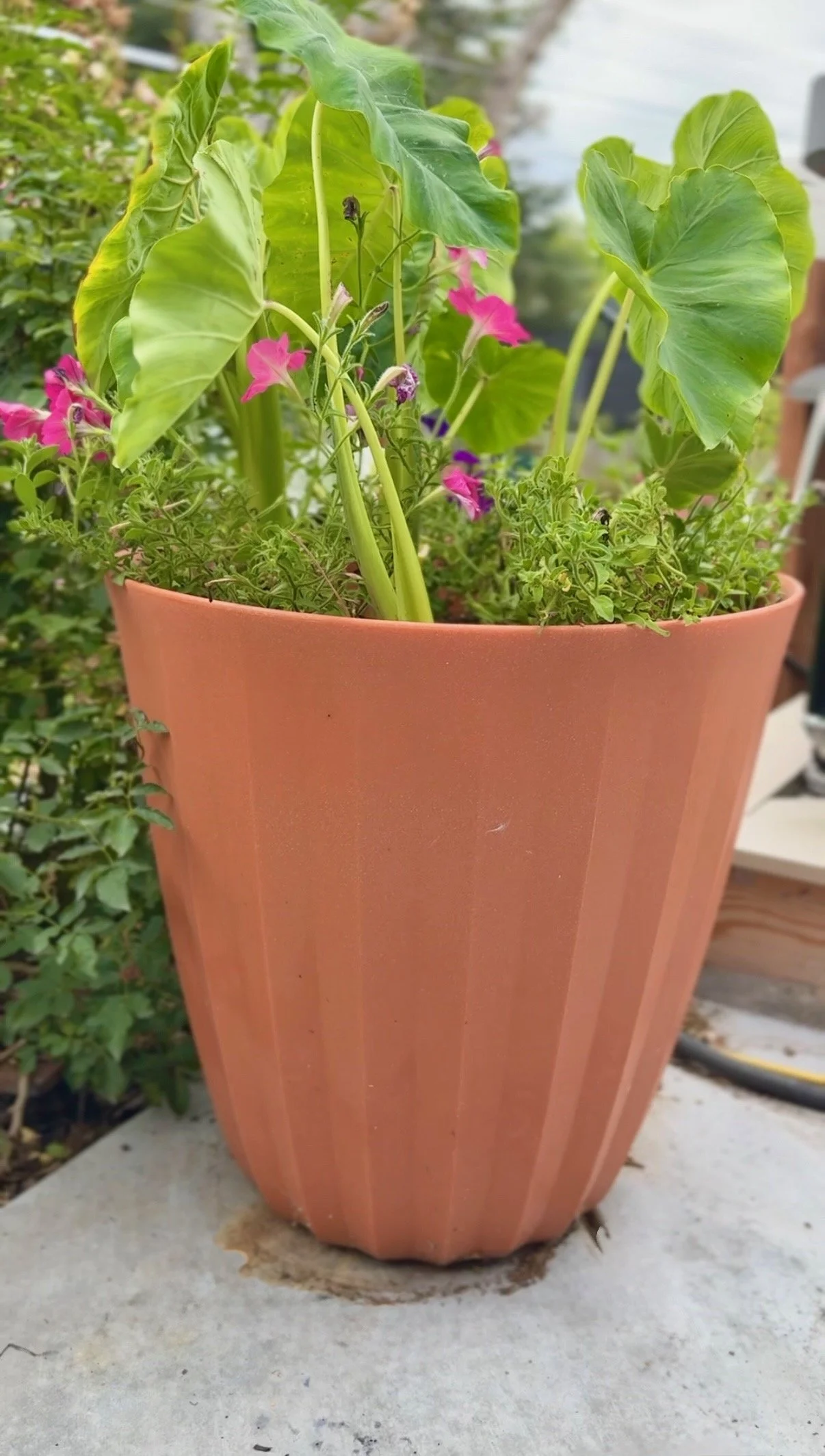 Elephant's Ear and Petunias