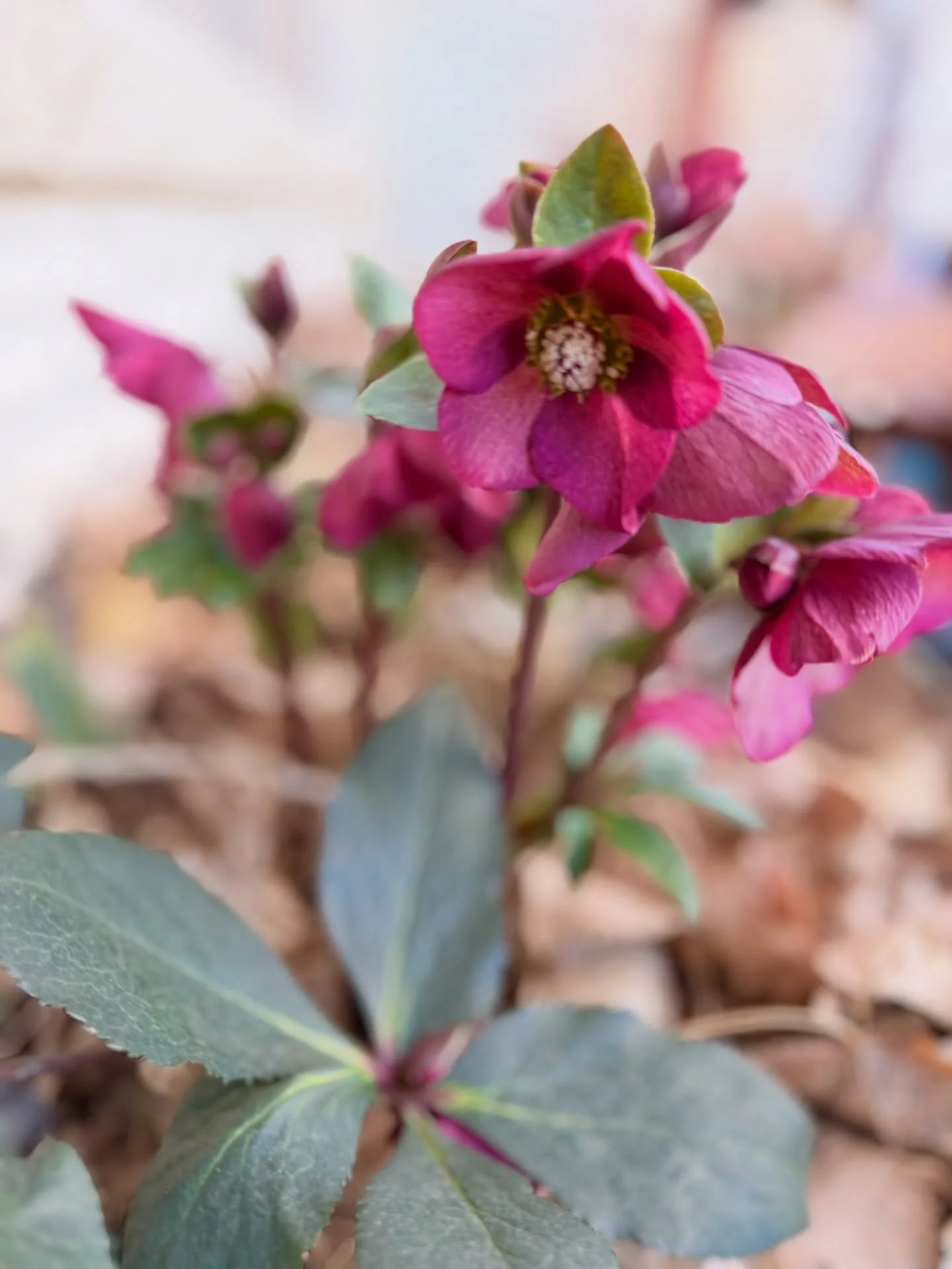 Now blooming! Yes, it&rsquo;s February. But my hellebores are blooming! We have had such a warm and dry winter so far. I mean it&rsquo;s 9 o&rsquo;clock in the morning, and it&rsquo;s already in the mid 50s. Not OK. But the hellebores are taking it a
