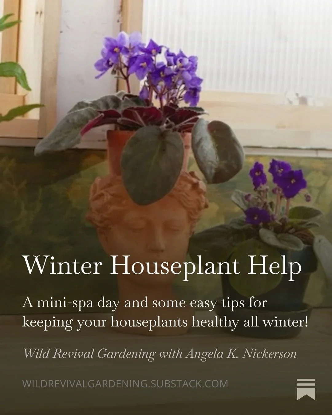 If you&rsquo;re like me your houseplants may be looking a little bedraggled about now. There are good reasons for this, though. Most of the plants we grow as houseplants are tropical &mdash; they have evolved to be seasonless. And our homes are prett