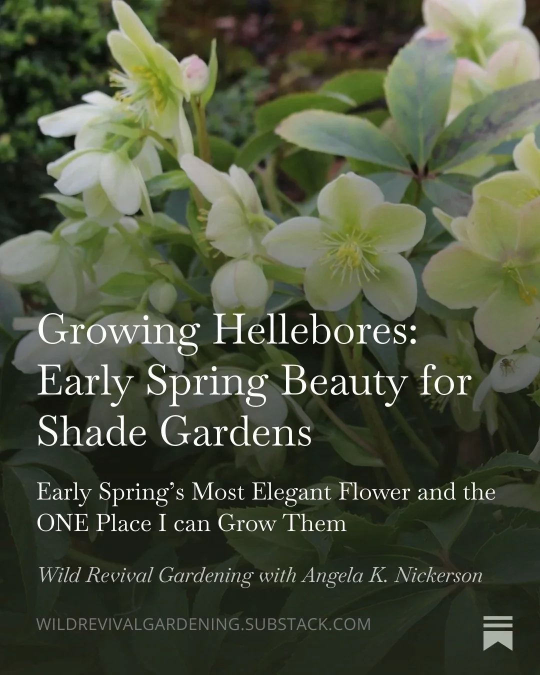 Hellebores are gorgeous, and in my garden they are the first to bloom. Now is a good time to plant them, too. Comment SUBSTACKZ , and I will send you the link to my Plant of the Week Guide to Hellebores! 
#hellebores #garden #gardening
