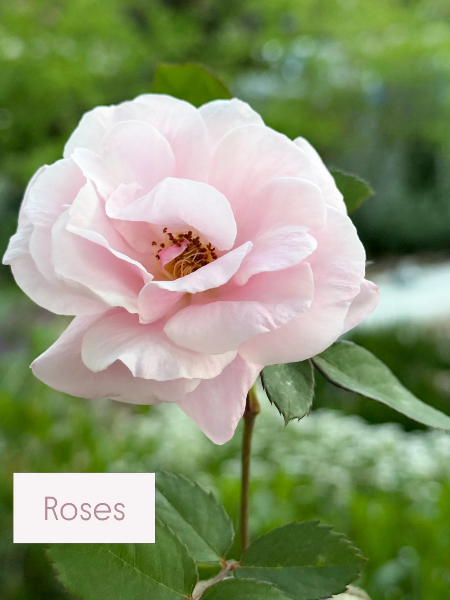 Pruning roses is actually the key to getting more blooms and healthier plants &mdash; and it isn&rsquo;t hard! Comment SUBSTACK and I will send you the first post: How to Prune Roses. 🌹 #gardening #growingflowers #learntogarden