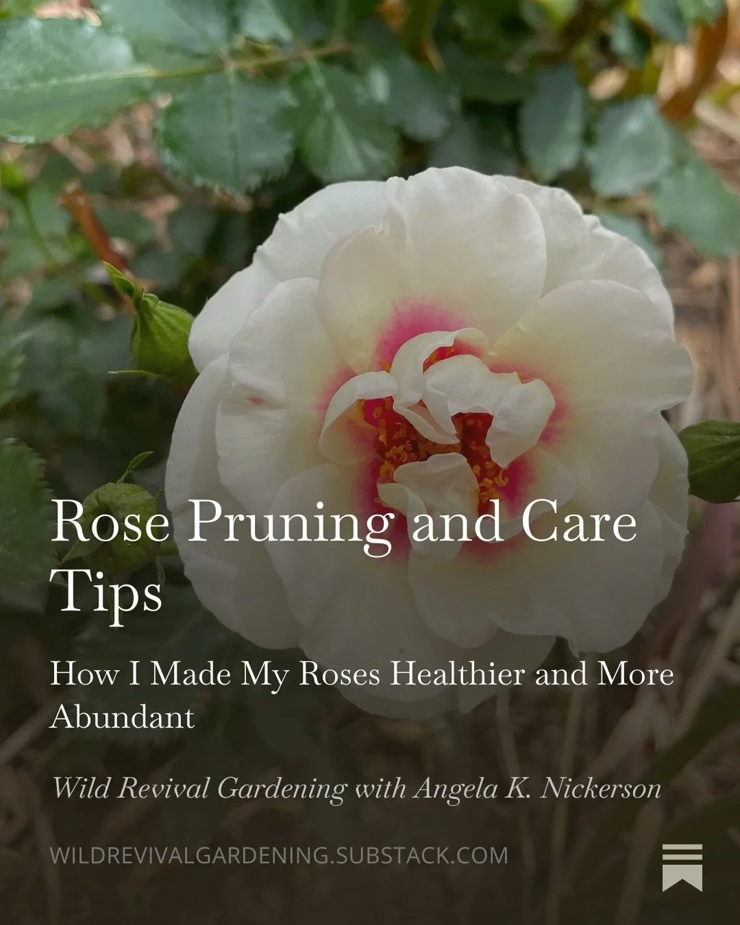 The key to lots of beautiful roses: good pruning. And pruning isn&rsquo;t hard!! Comment SUBSTACK and I will send you the link to part one of my Rose Care Guide! 
#howtogarden #gardening #roses