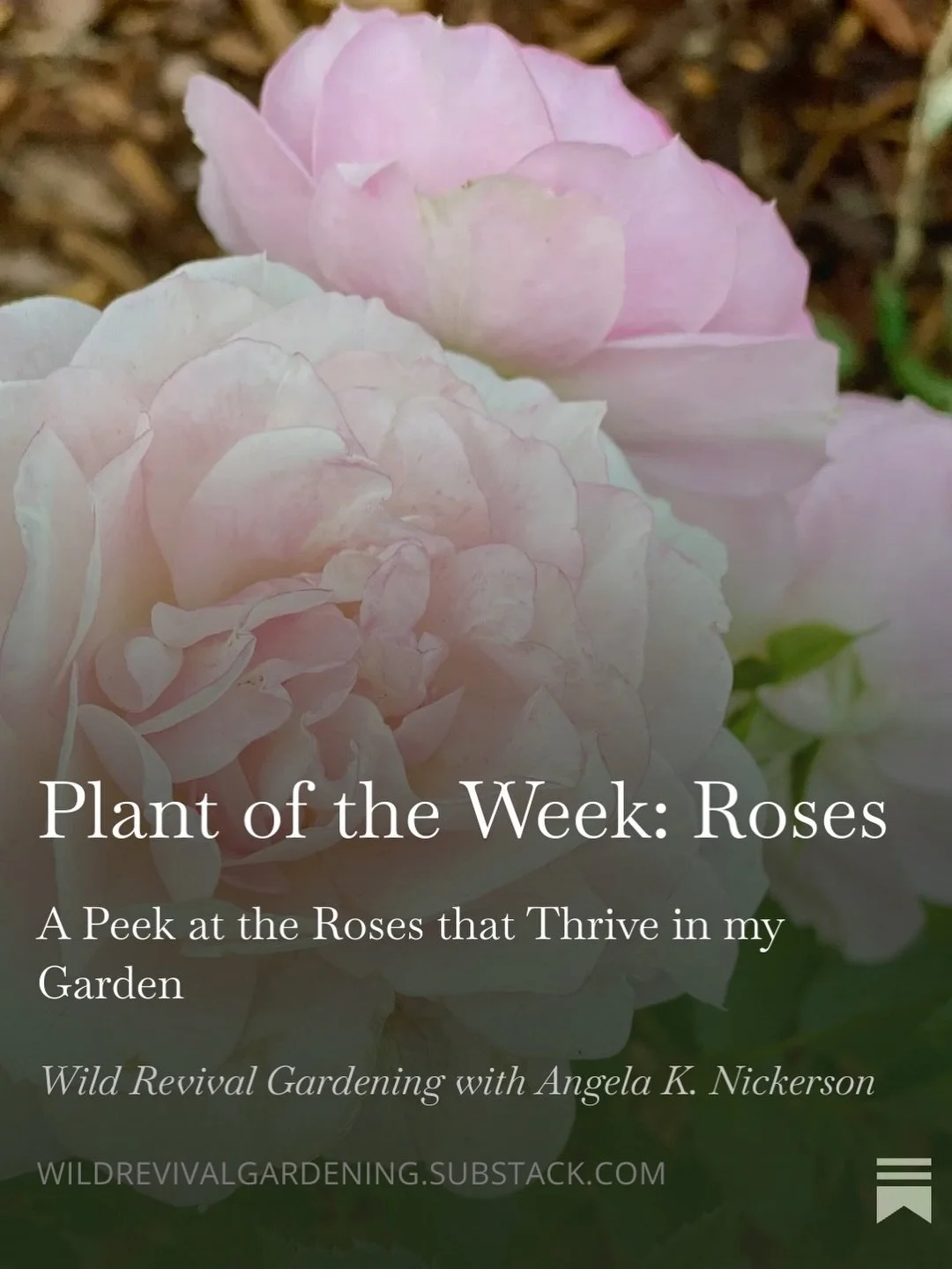 I have lots of roses, and today&rsquo;s Substack includes a list of varieties that thrive in my garden. Roses pollinators love, roses that make great cut flowers, and roses that are just gorgeous! Comment SUBSTACK for the link! 👇
#gardening #learnto