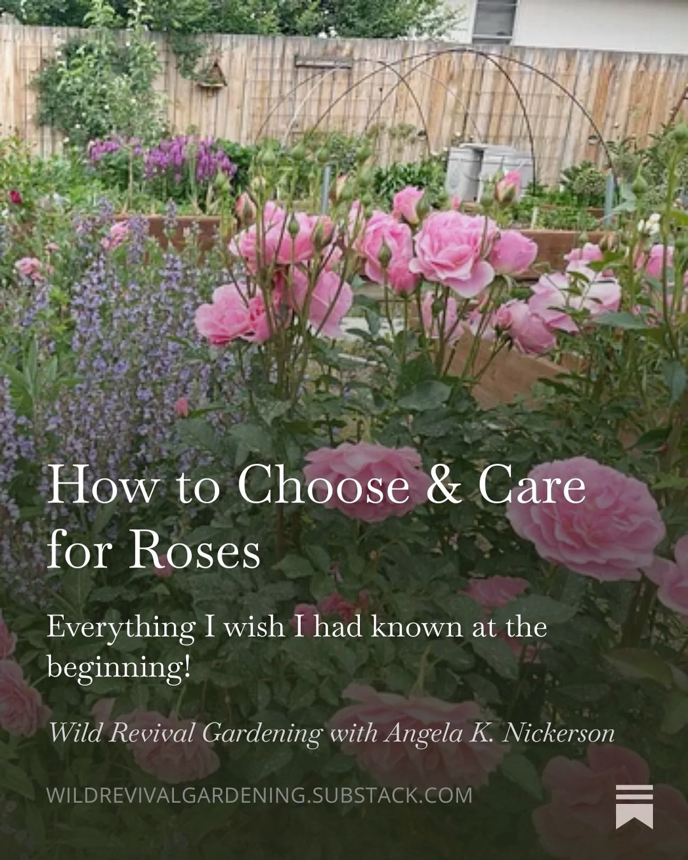 Headed to the garden center after the No Kings rally today? Consider a rose! Today on my Substack I have all of the tips for choosing and caring for roses in your garden. I don&rsquo;t know why they have such a bad reputation, but I promise you: they