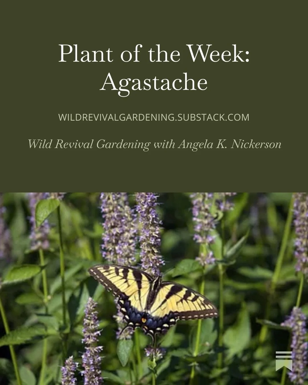 Today I have a plant for you that will bring allll the butterflies and hummingbirds to your garden! Agastache! They are gorgeous, drought-tolerant, and most are native to North America. The trick is choosing the right varieties, and I have tips for y