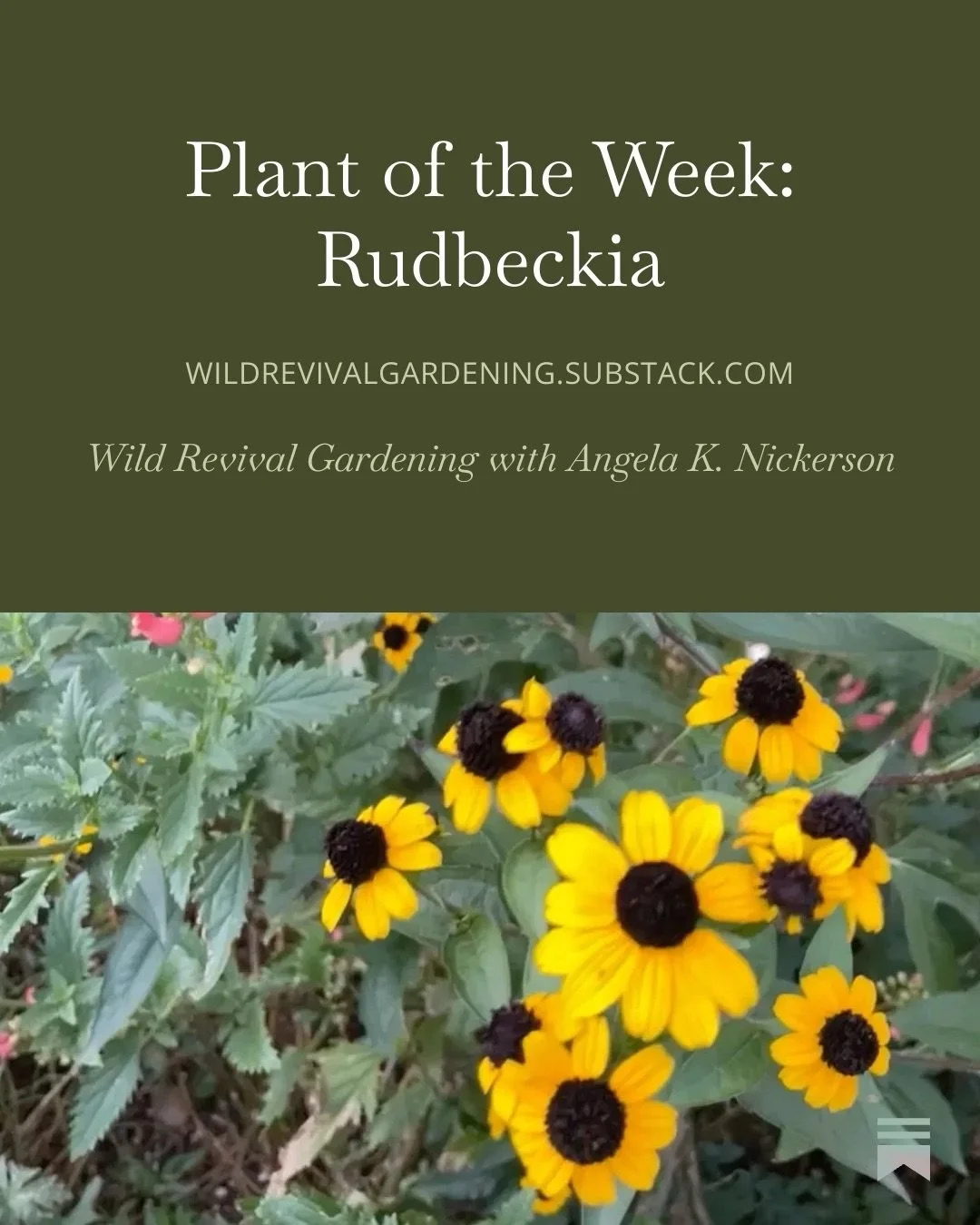 Rudbeckia had it all: crunchy leaves for caterpillars, pollen and nectar for pollinators, seeds for the birds, color and punch for beauty! Plus it&rsquo;s pretty easy to grow.

Today&rsquo;s Substack: why every North American garden should have some 
