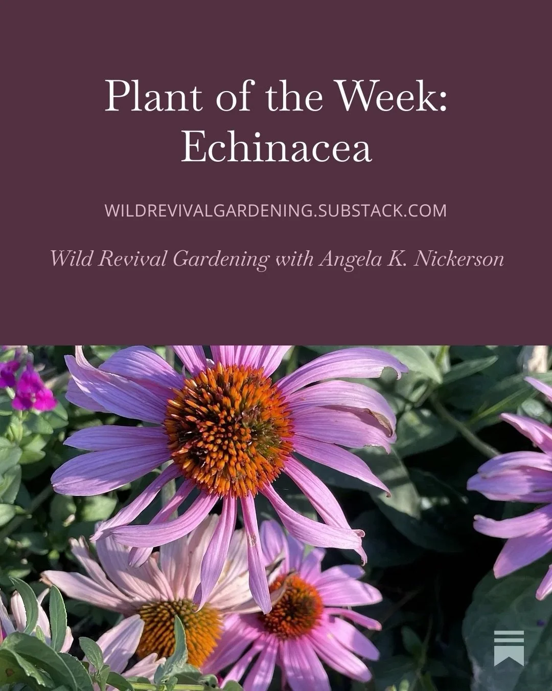 This week&rsquo;s Plant of the Week is a stunner: Echinacea. Those big, bold flowers feed pollinators all summer and birds all winter. And don&rsquo;t miss the video of birds eating outside my office window! 

Comment SUBSTACK for the full growing gu