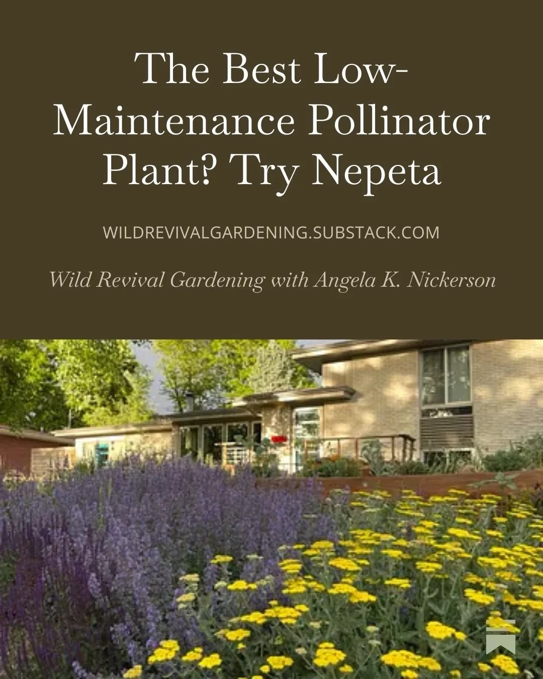 No, Nepeta isn&rsquo;t a native North American plant. But it is readily available and has great benefits for pollinators. It&rsquo;s growth habit also covers and cools the soil. And it is beautiful! Check out my full post about why Nepeta might be ri