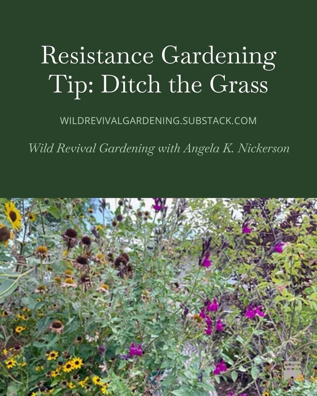 Thinking about ditching your lawn for native plants? Do it &mdash; after you read this guide! I&rsquo;m a few years ahead of you, and I have gathered together all of the resources and answers to all of the questions I wish I had had before I started.