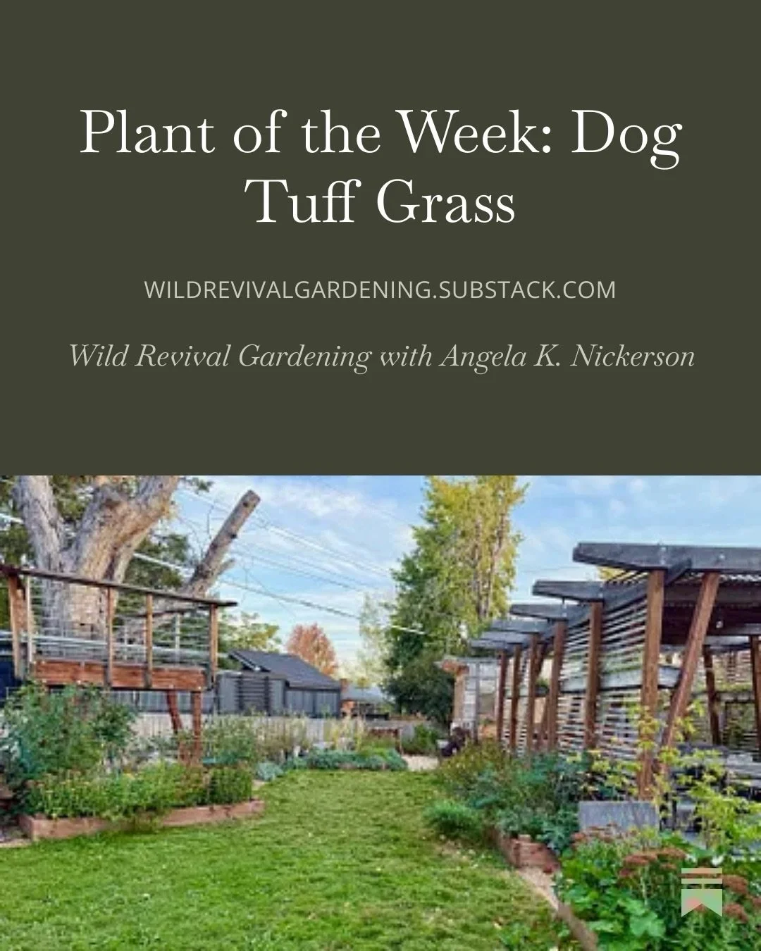 On today&rsquo;s Substack: Dog Tuff grass! I planted part of our lawn in 2024, and the second part last summer. I have an enthusiastic review &ndash; it&rsquo;s amazing! As well as planting and growing tips. This grass requires a very little water, e