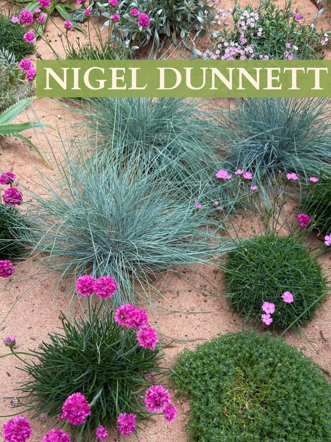 @nigel.dunnett , weaver of color, texture, and light and a lover of plants ❤️