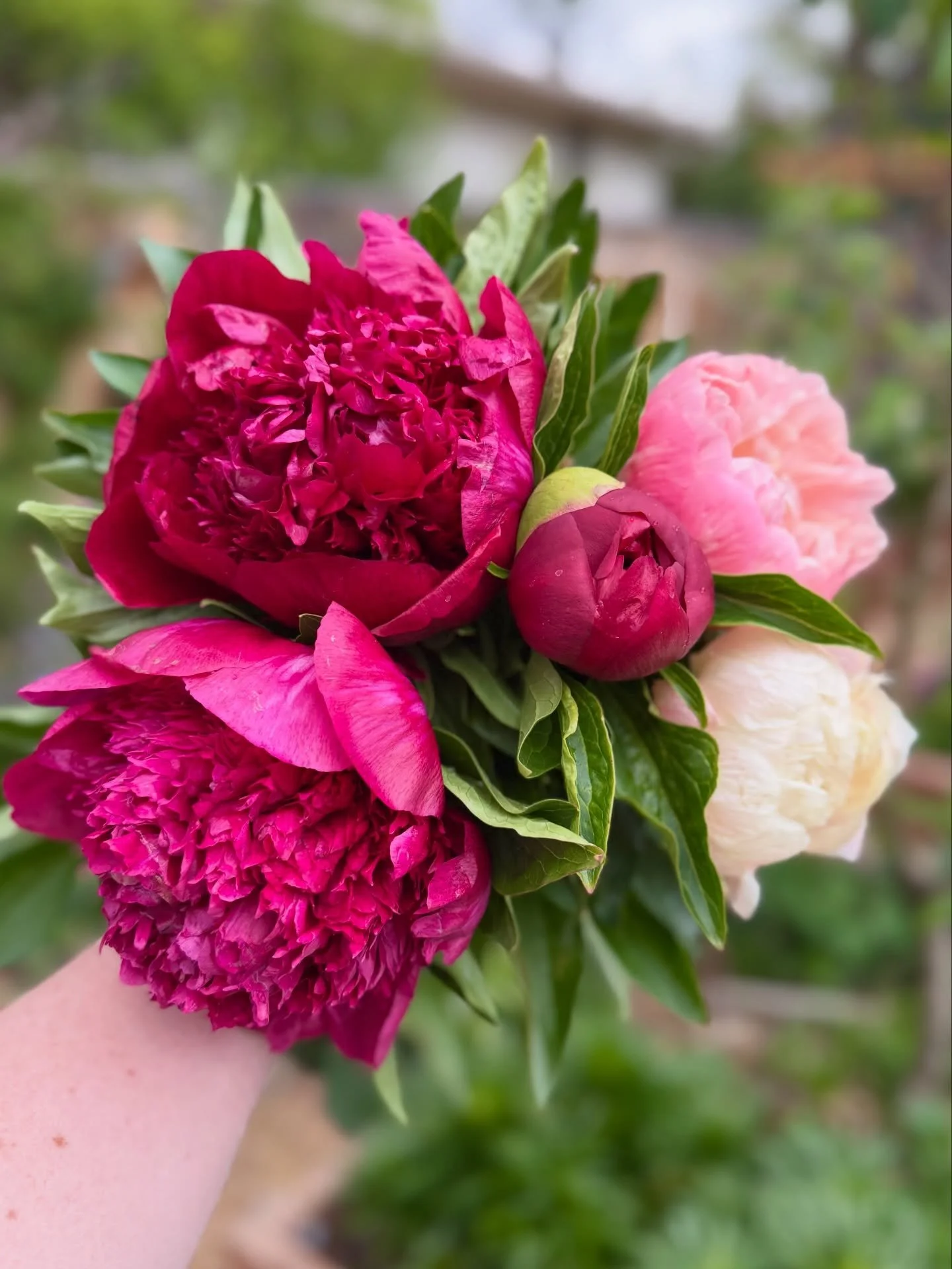 How have your peonies fared this year? 

#peonies #gardening #coloradogardening