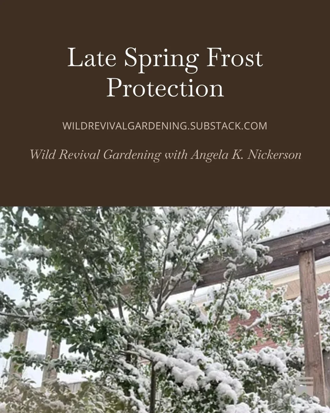 Is it crazy that we are expecting snow today? Yes! Is it normal for Colorado? Also, yes! If you are worried about your garden or your plants, comment SUBSTACK &mdash; I&rsquo;ve got you covered with really simple solutions to protect your plants. And