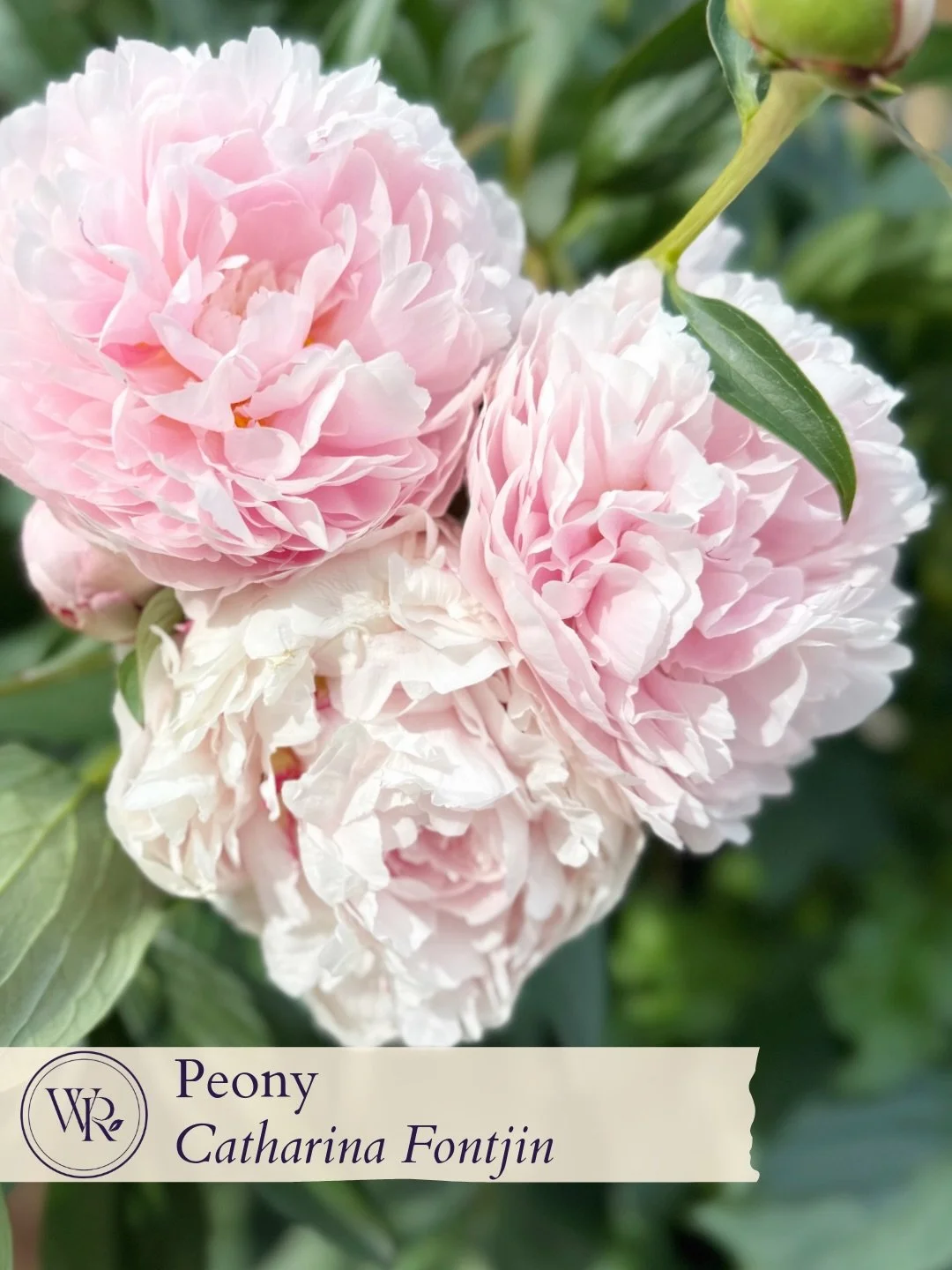 Despite our winter that wasn&rsquo;t and so little rain, this has been a bonkers year for peonies! They started blooming the first week of April, and I think I have 2-3 more weeks of blooms left. Astonishing! I have scurried about protecting them fro