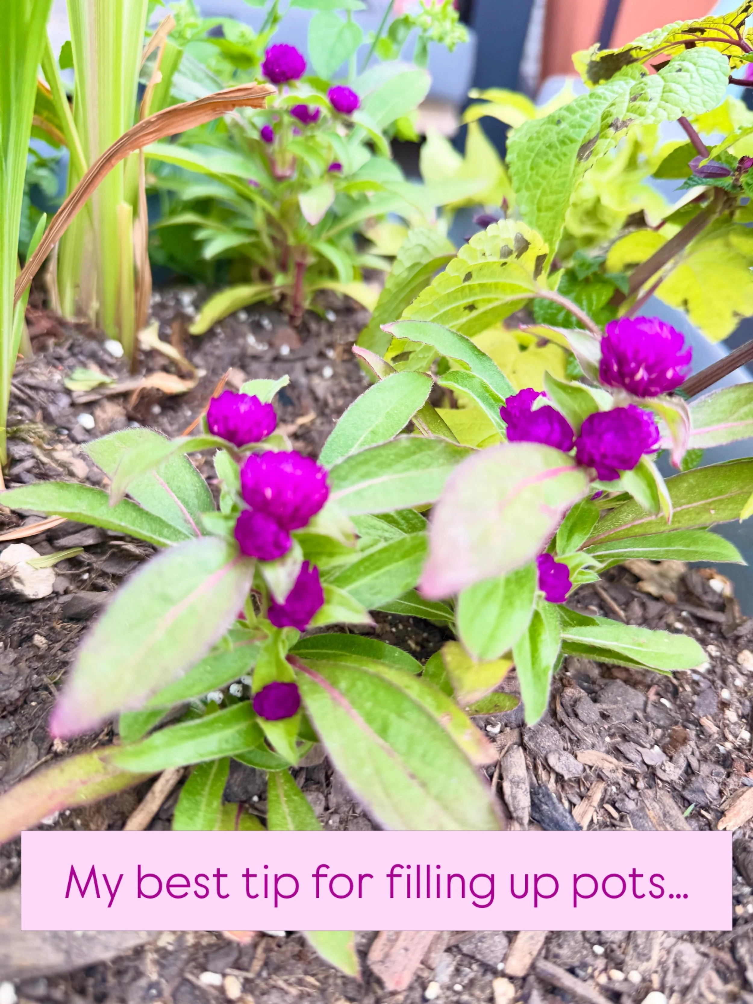 Here&rsquo;s what I do: choose one big plant for the center (the &ldquo;thriller&rdquo;) &mdash; that&rsquo;s where I spend the money. Then buy 4 or 6 packs for the fillers and spillers, because they will grow FAST! 

Comment SUBSTACK for lots more t