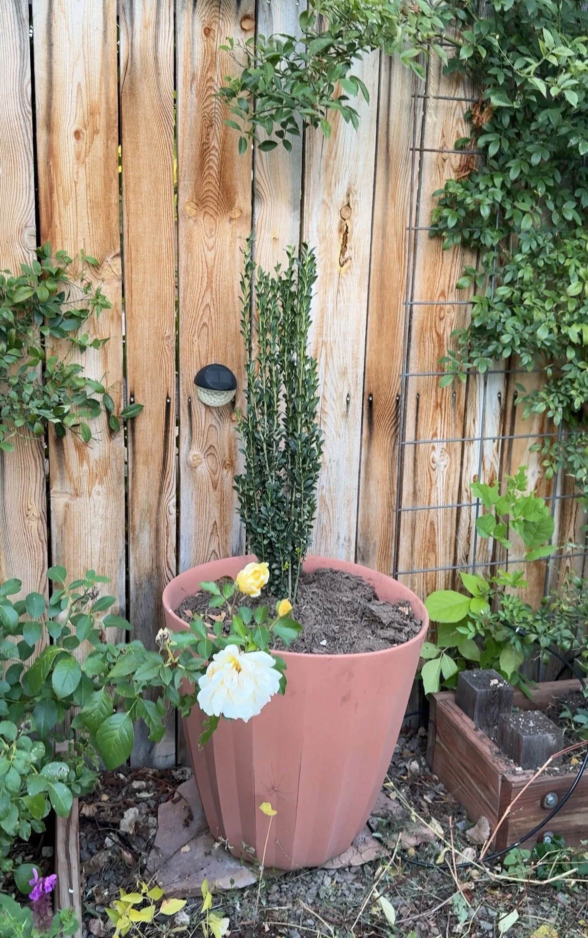 Punchy Pots - 1 (1).jpeg
