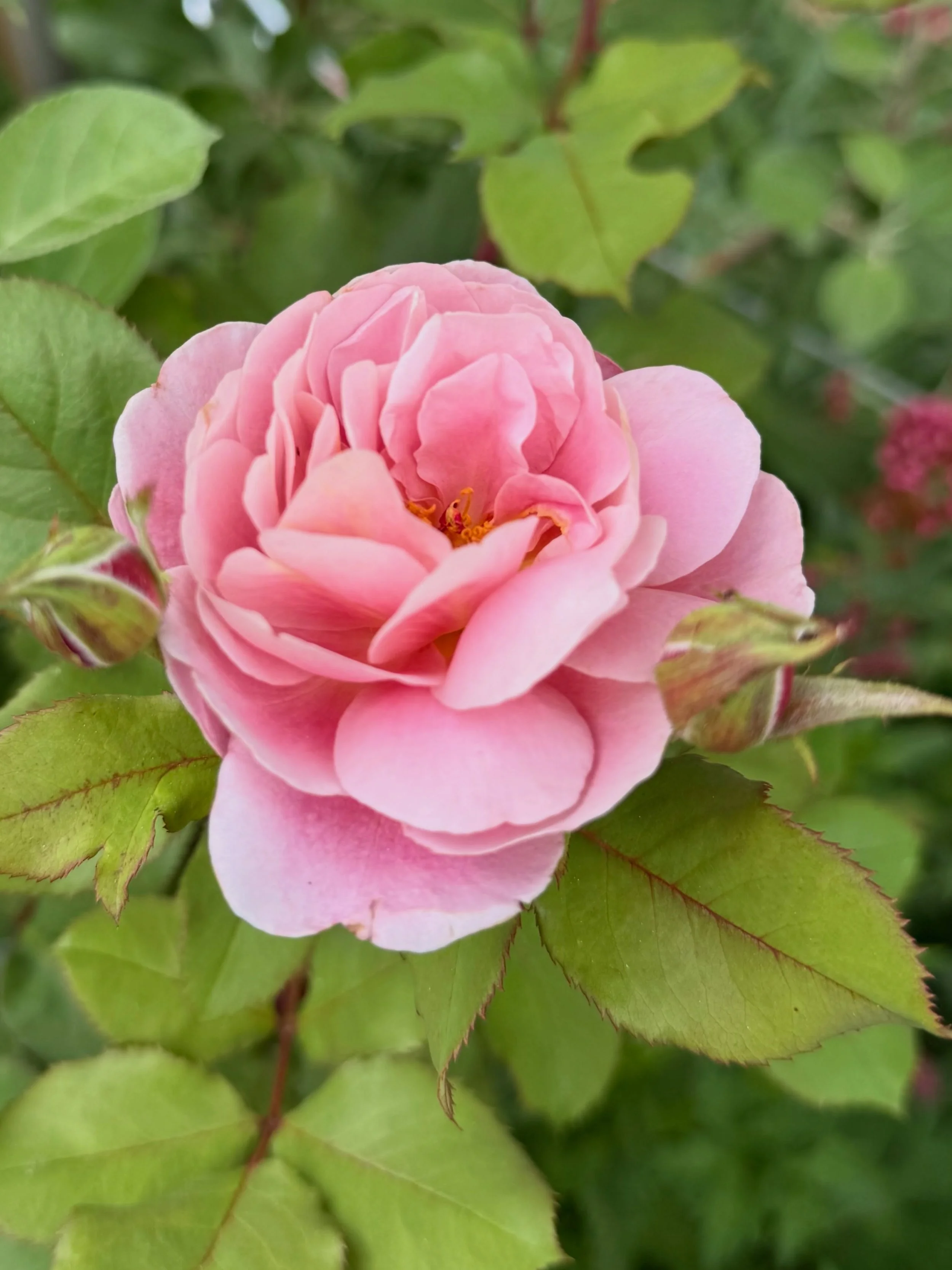 She is stunningly beautiful. And her petals change color over time, so every time you see her, the magic is different. One of my favorite roses ever! 

Rose: Distant Drums
Mine are from @heirloomroses 

#roses #gardening #rosegarden