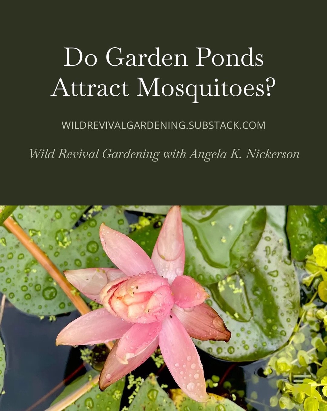 Ponds &mdash; large and small &mdash; have amazing benefits for wildlife in your garden. But so many people worry about mosquitos. And that&rsquo;s a legit concern. So today I have an interview with Dr. Todd Livdahl, an expert on mosquitos and a gard