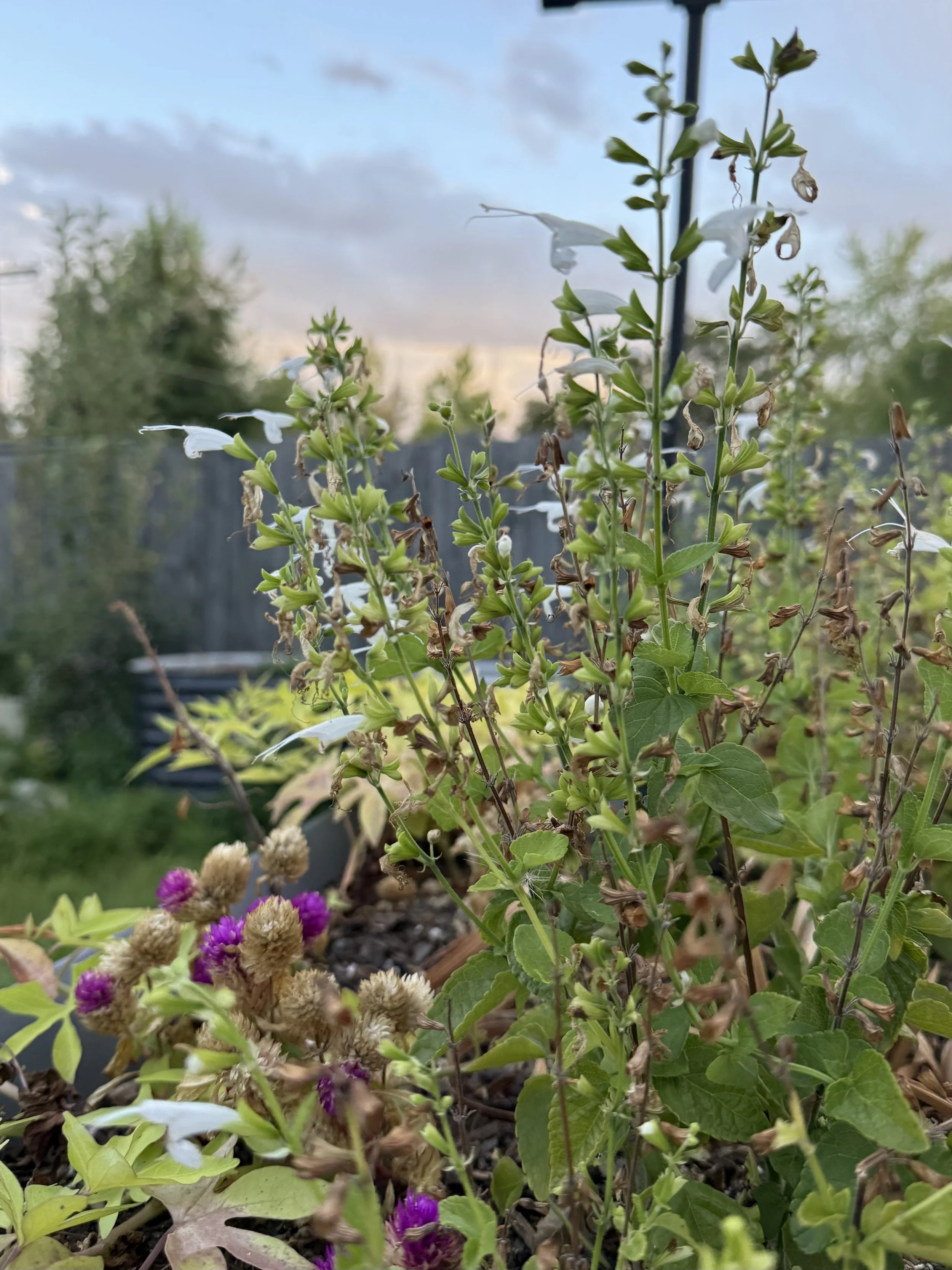 IMG_4013.jpeg
