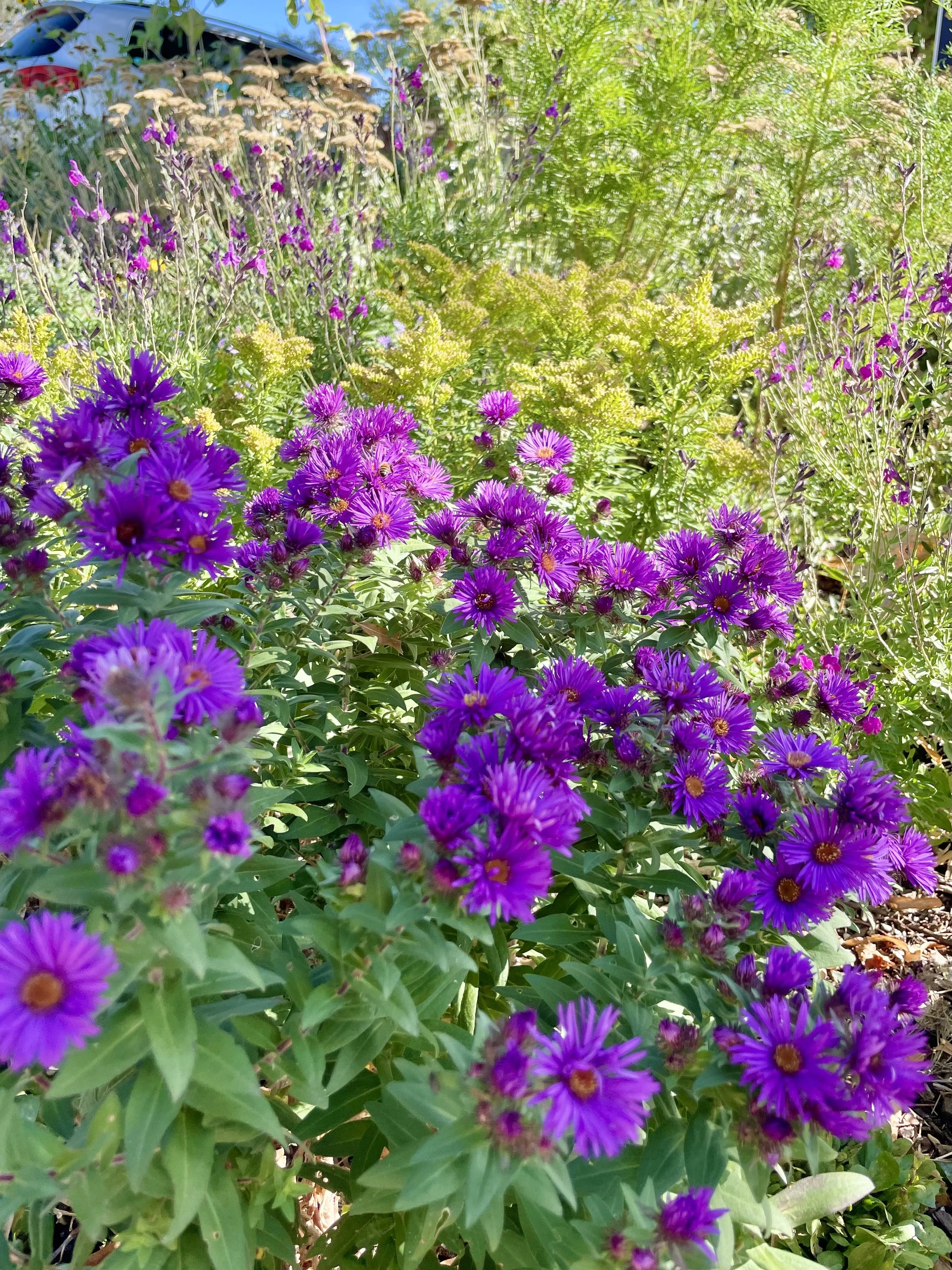 IMG_3572.jpeg