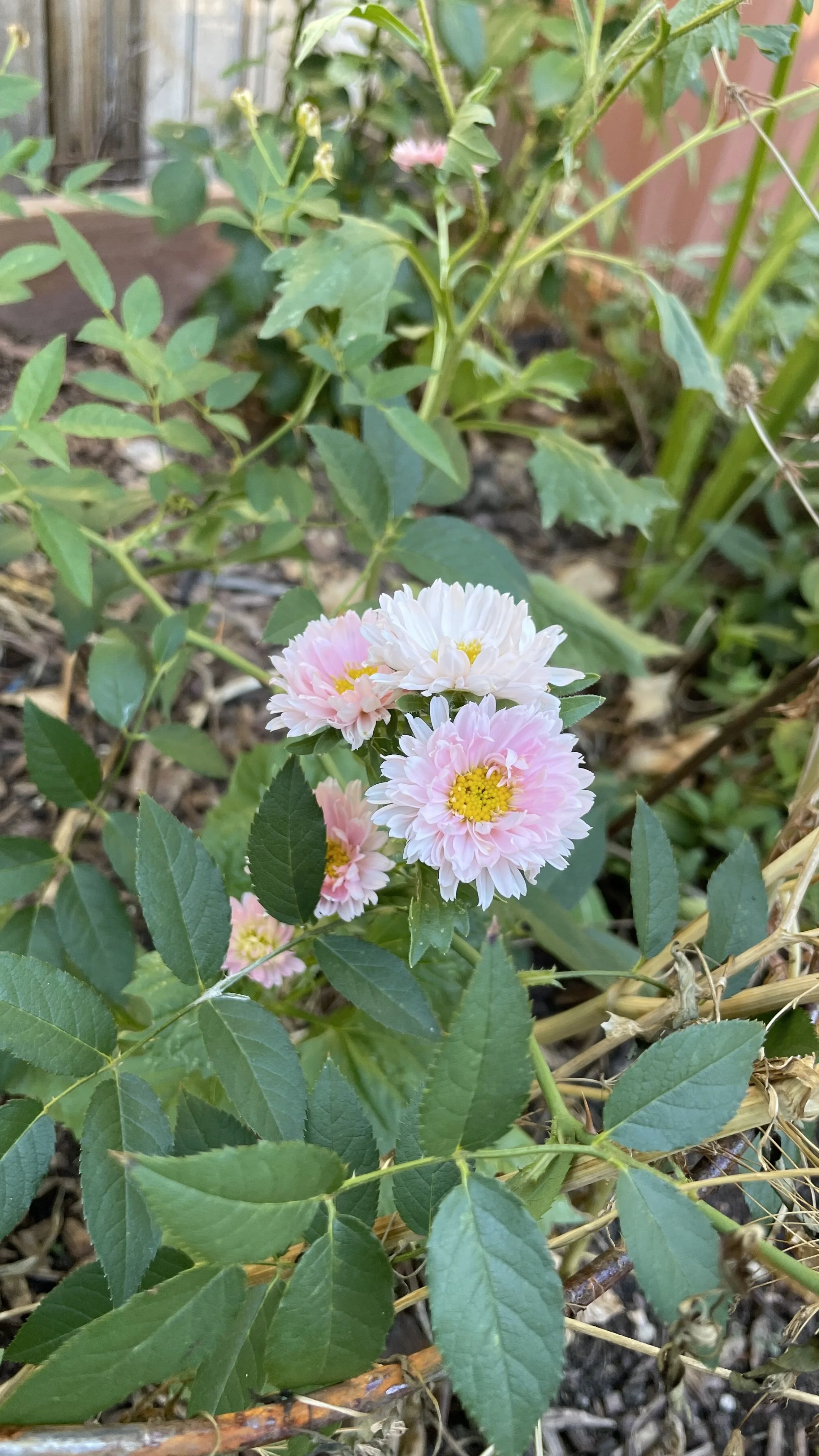 IMG_9590.jpeg