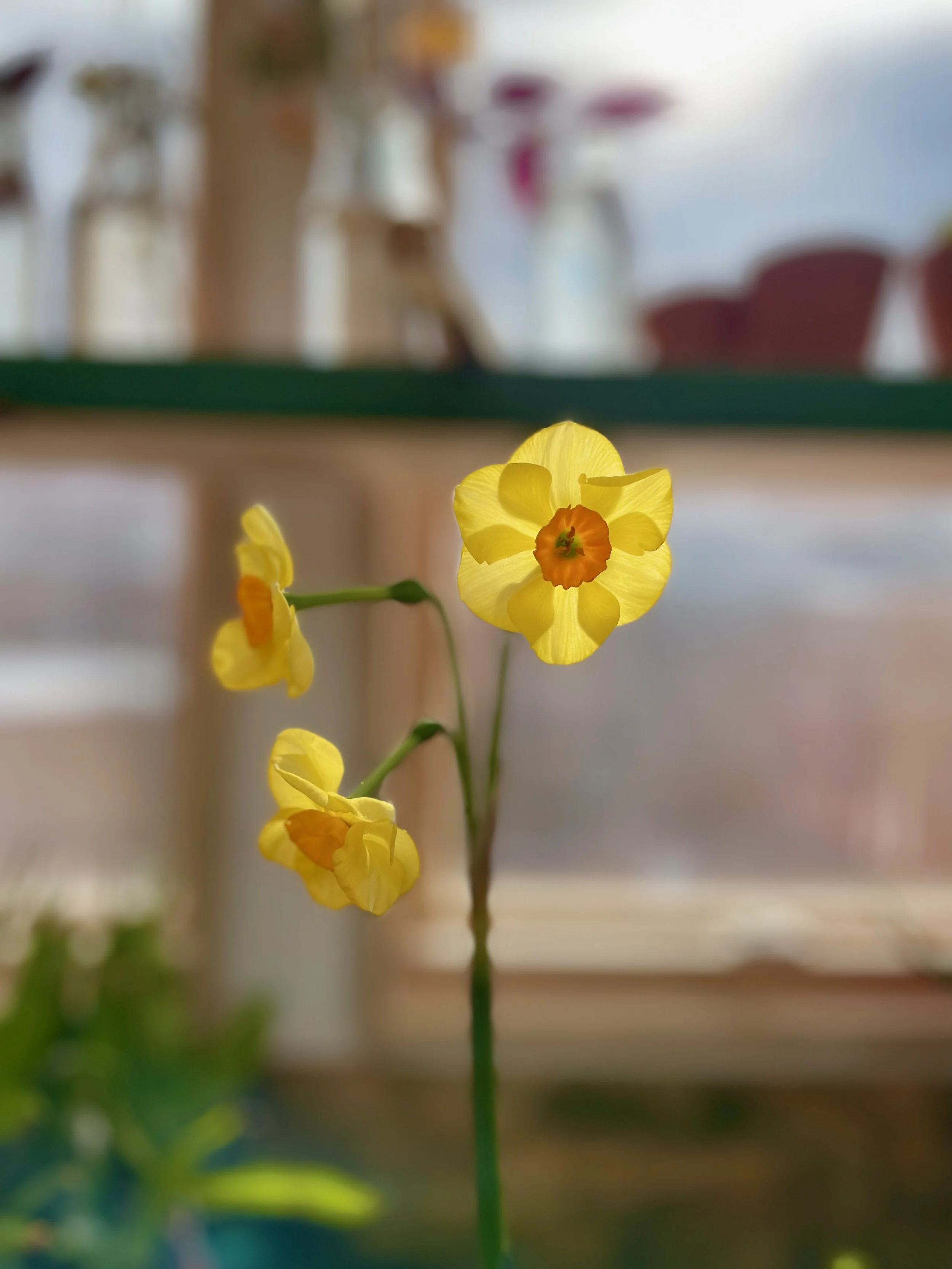 Forcing Bulbs Indoors — Mid Modern Mama