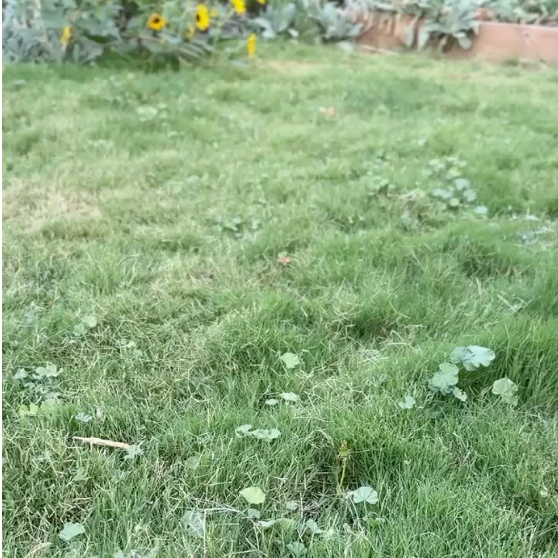 Dog Tuff Grass Guide