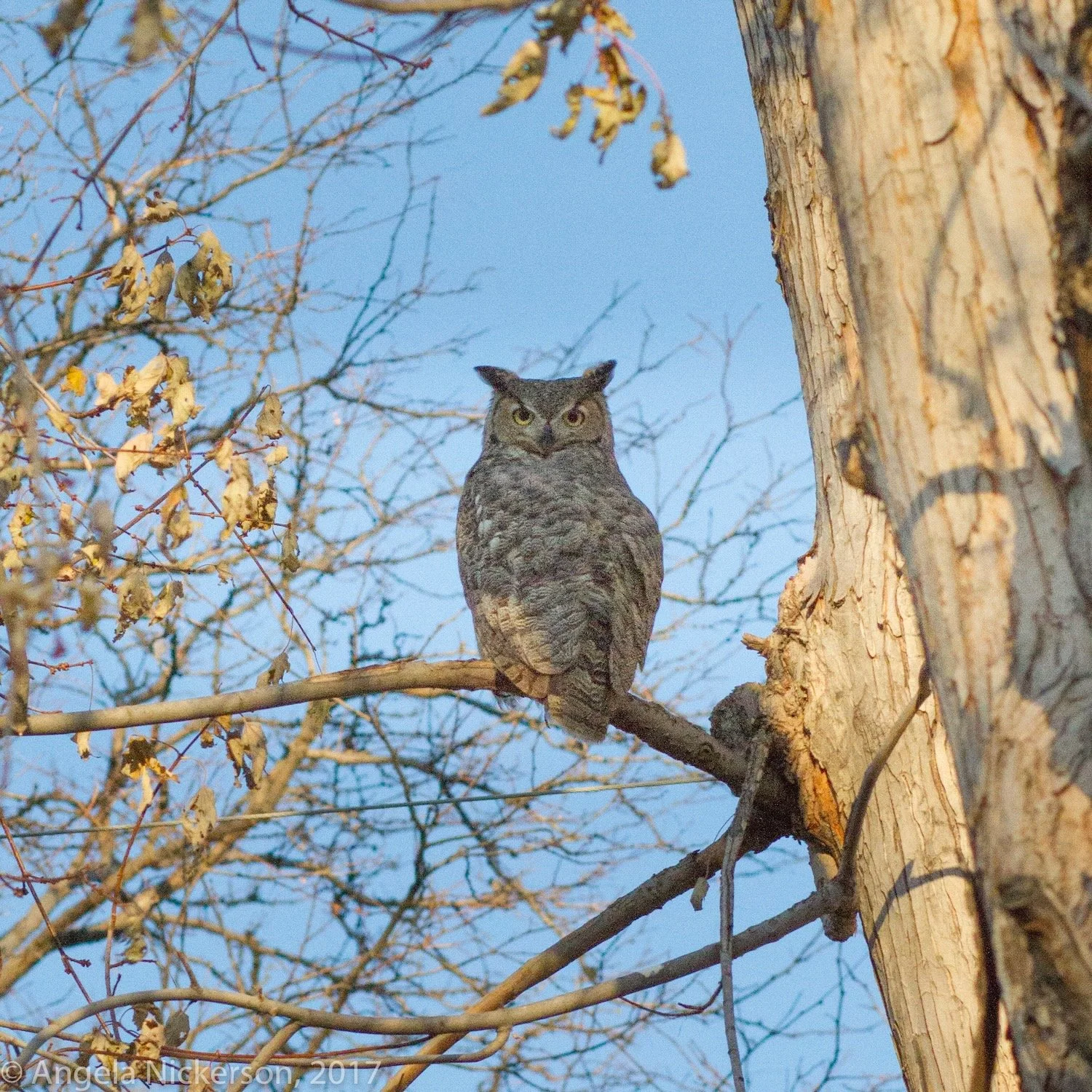 Great Horned Owl
