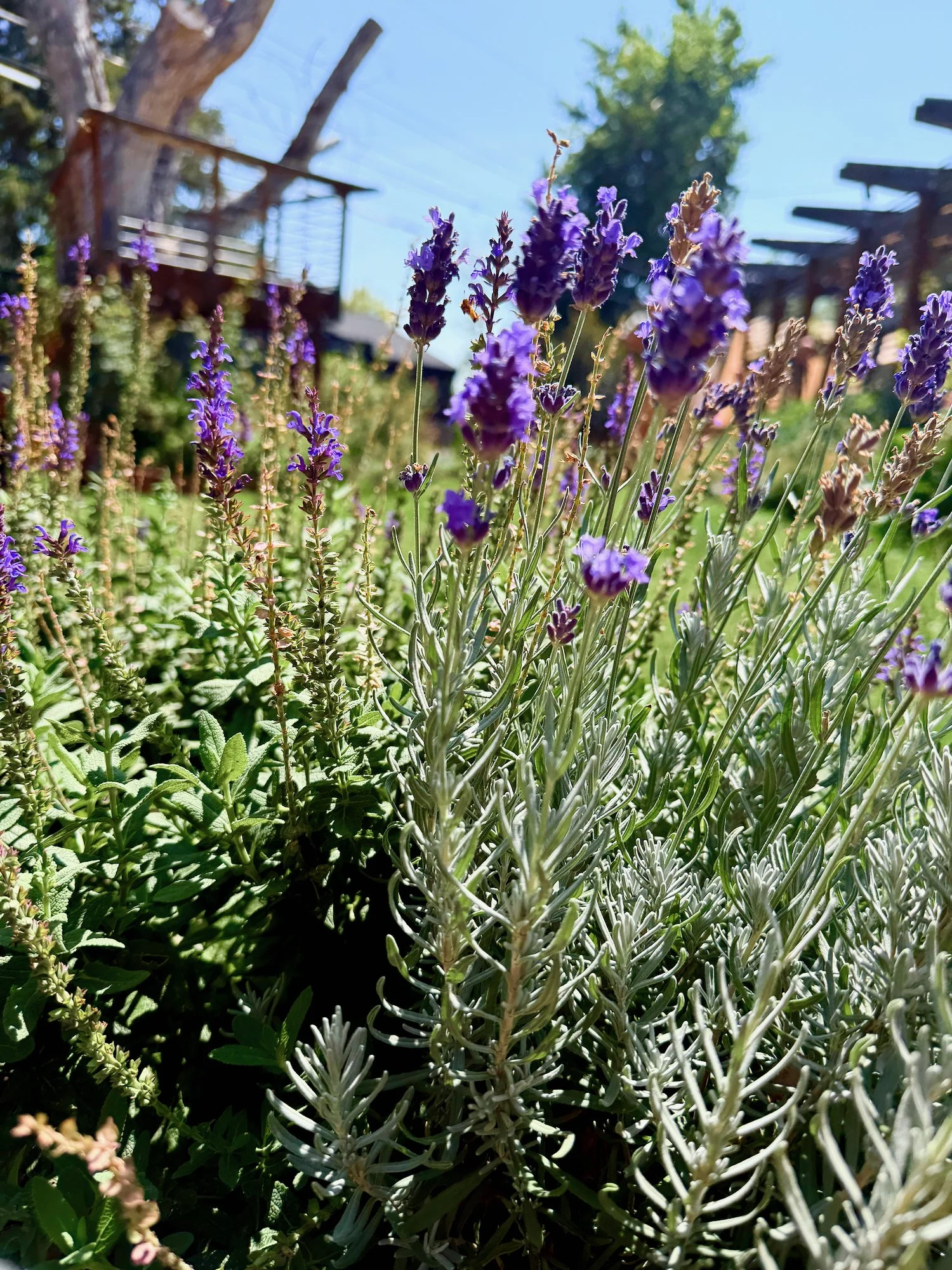 Lavender