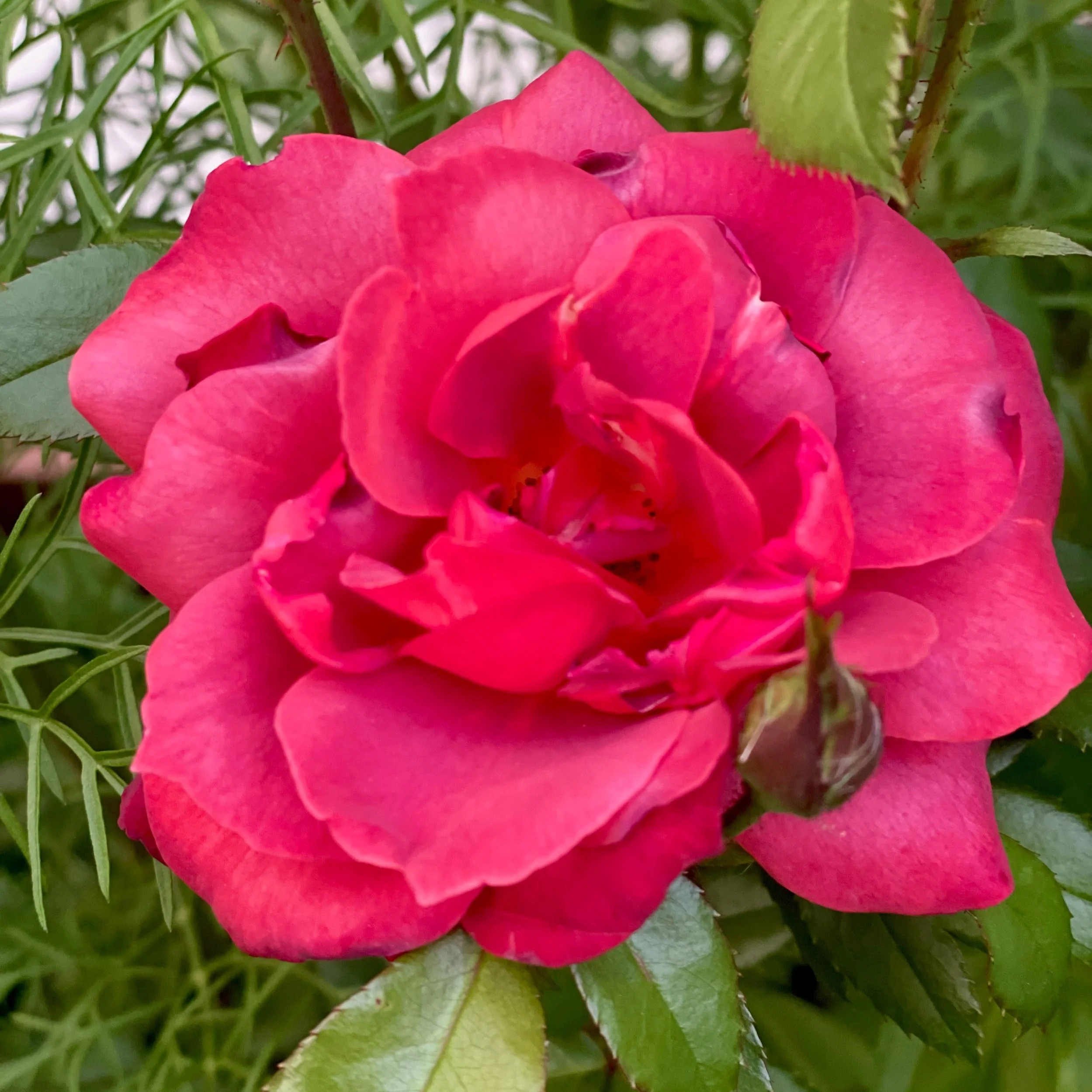 How to Choose the Right Roses for Your Garden: A Complete Guide — Wild ...