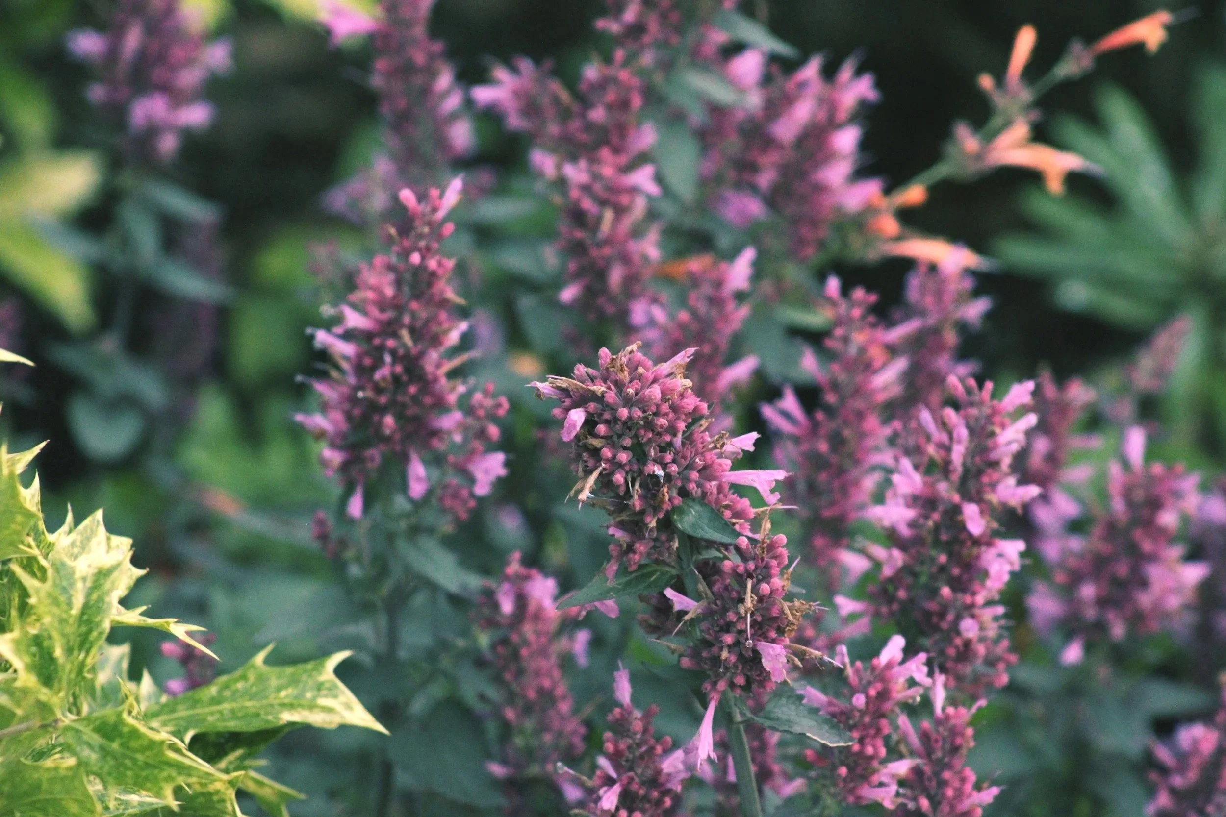 Agastache | Hummingbird Mint