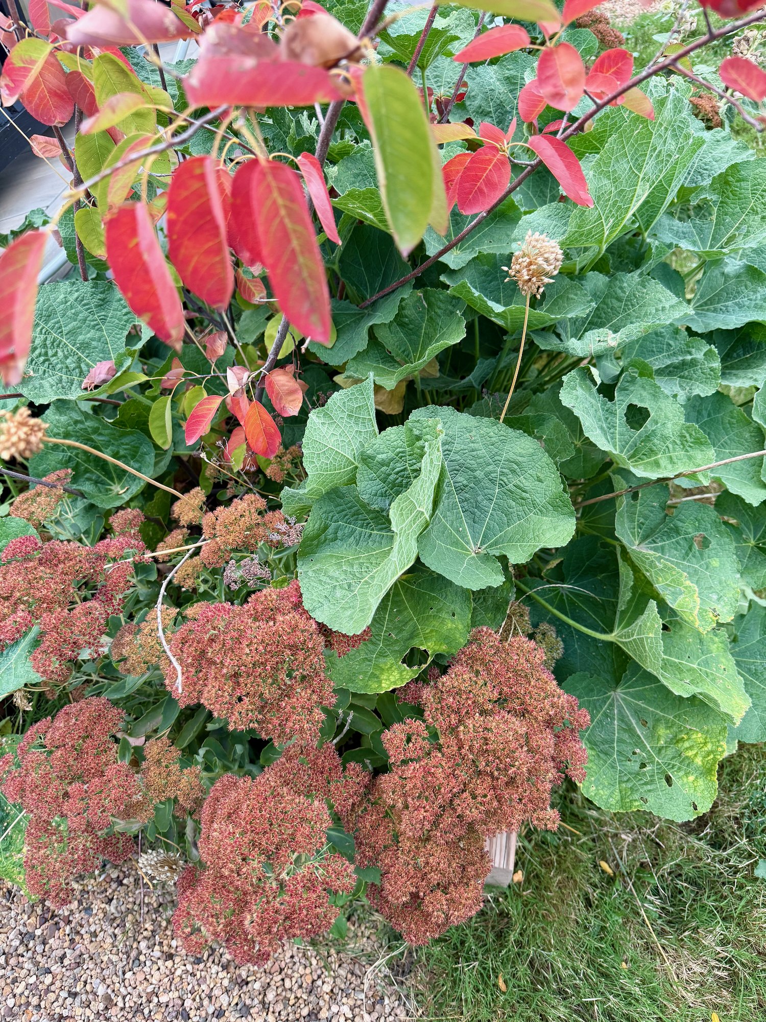 Hylotelephium planted with Amelanchier and Hollyhock