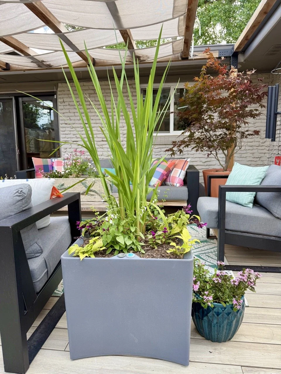 Crocosmia adds height and motion