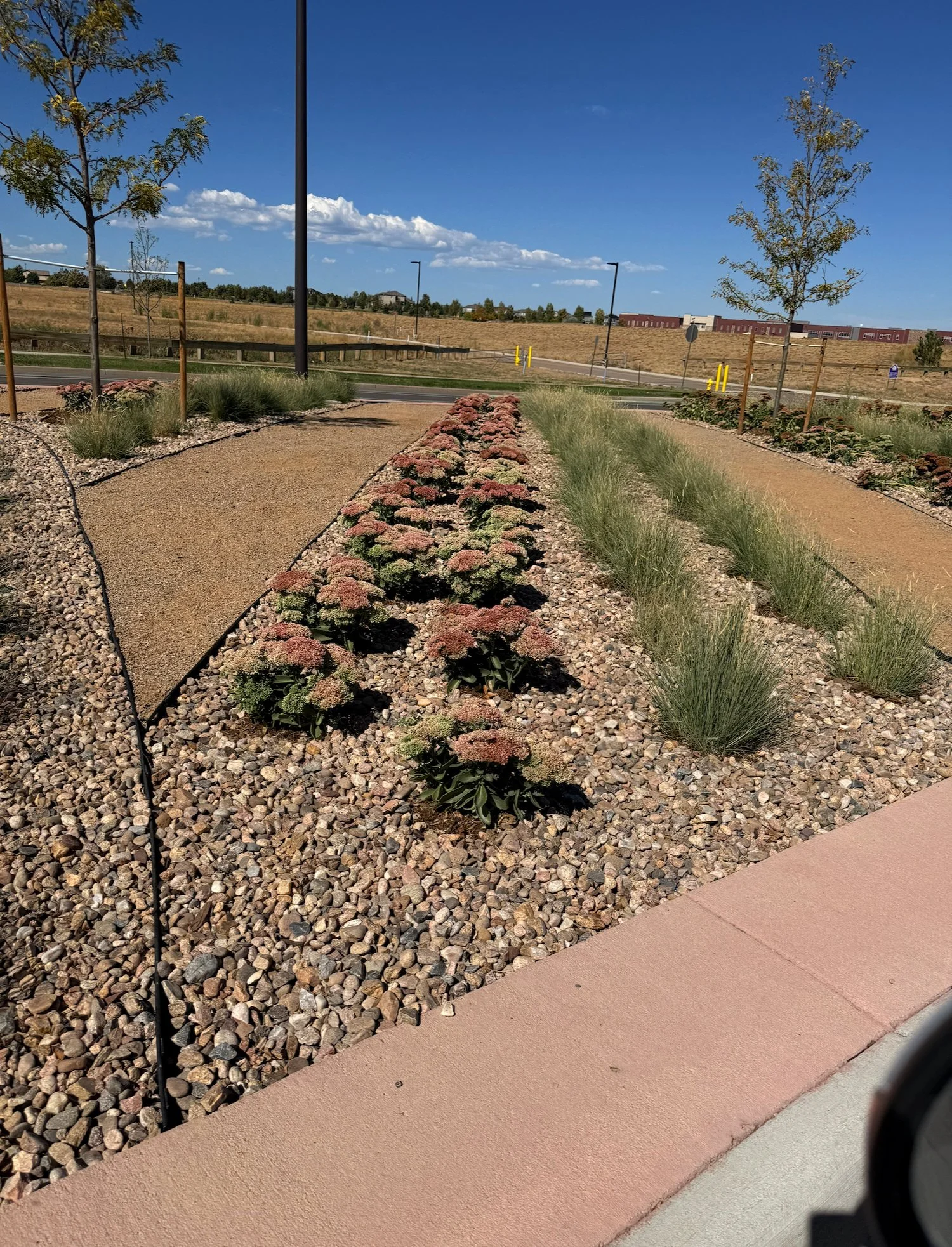 This is a road median not far from my house. This year they planted out rows of Hylotelephium (I think this is Autumn Fire) alternating with Blue Grama Grass ‘Blonde Ambition’. 