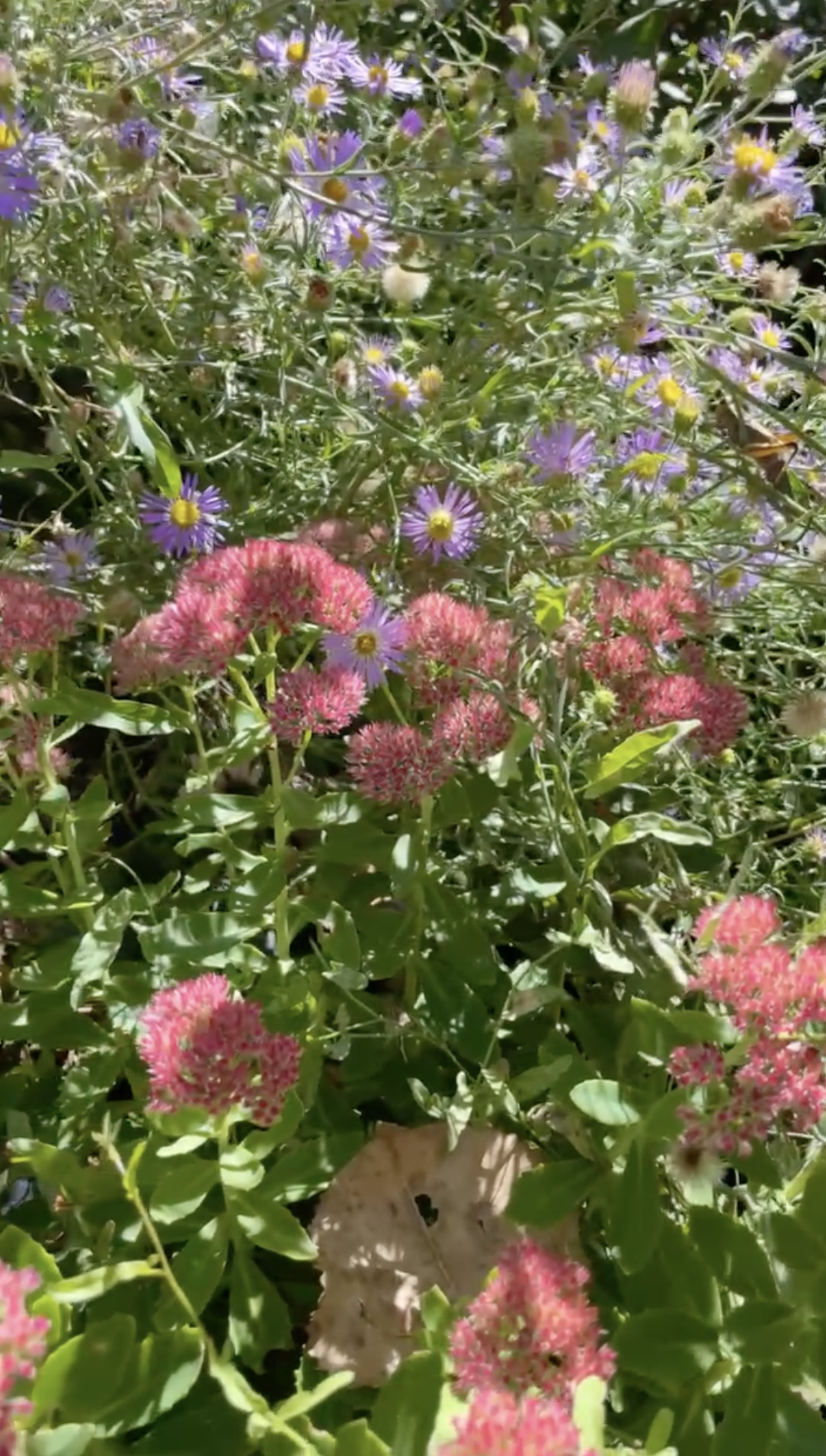 Hylotelephium planted with Asters