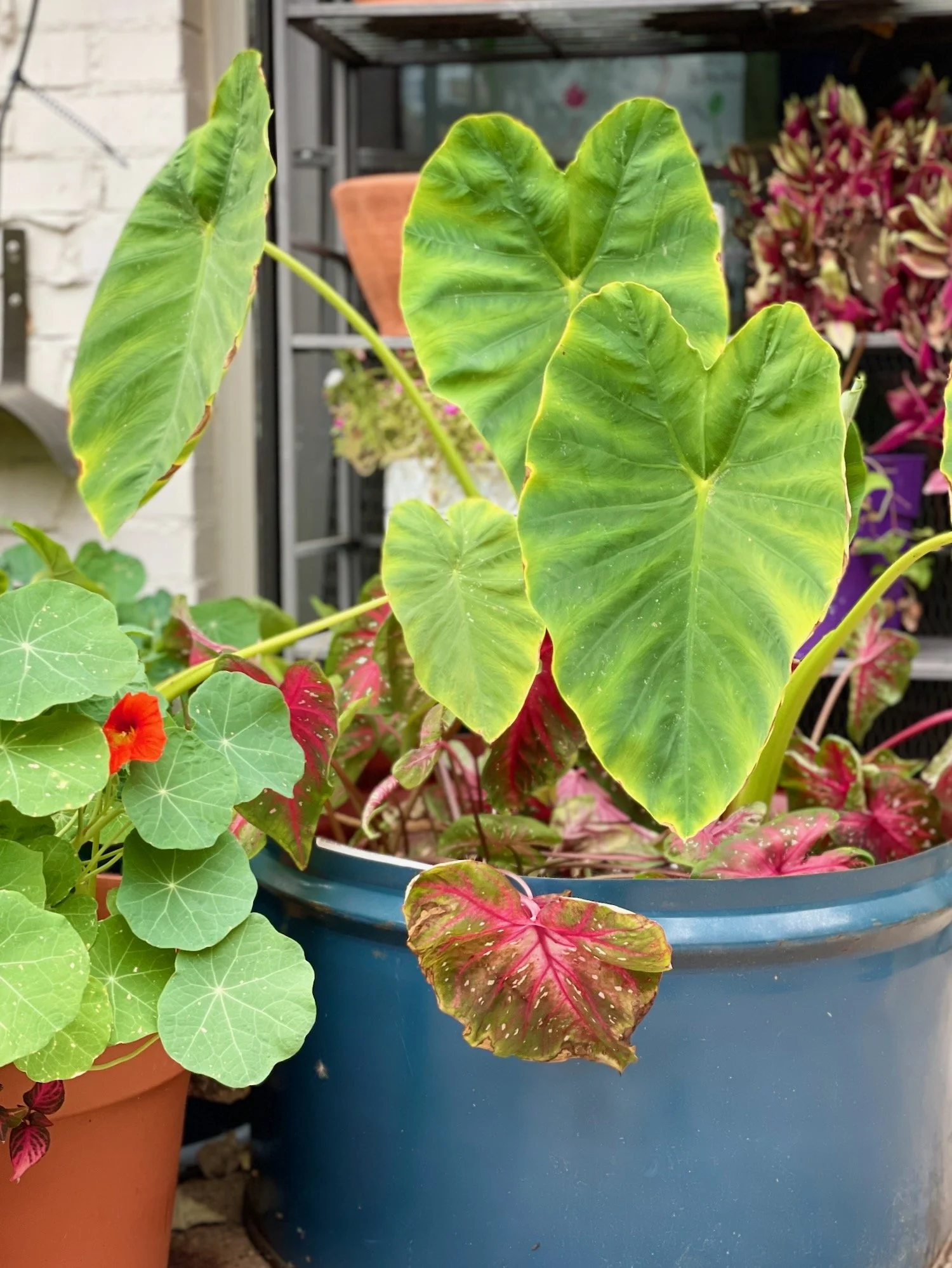 Elephant Ears and Nasturtiums