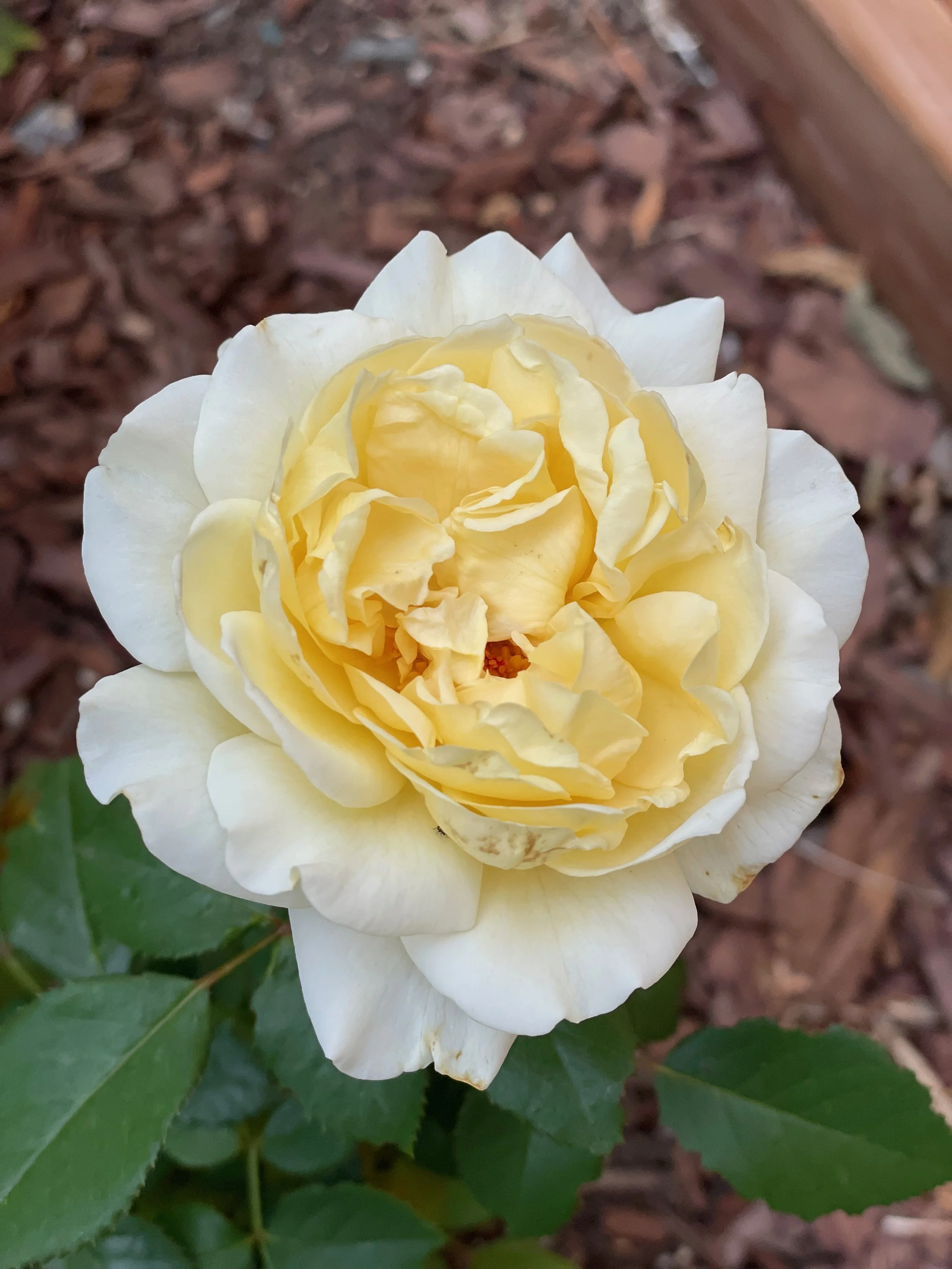 Crown Princess Marguerite
