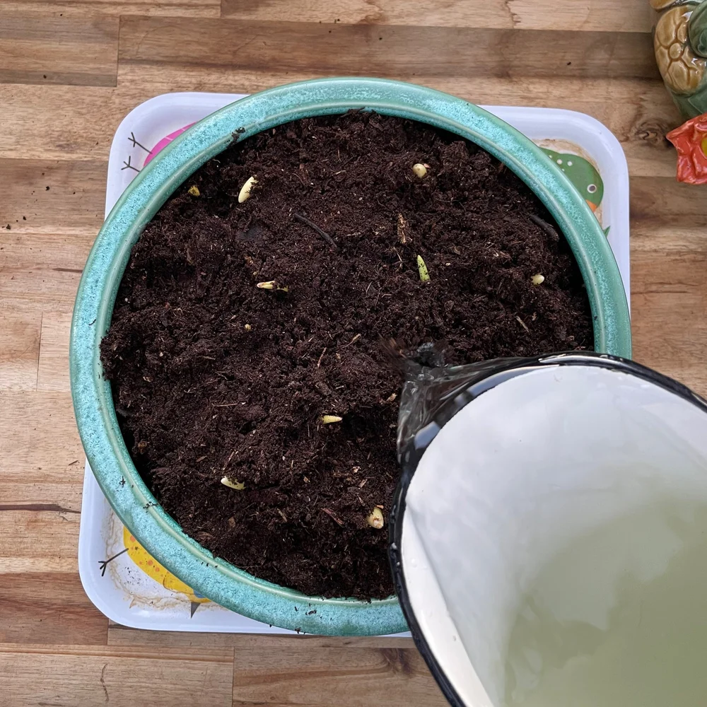 How to Force Tulips and Other Bulbs — Mid Modern Mama