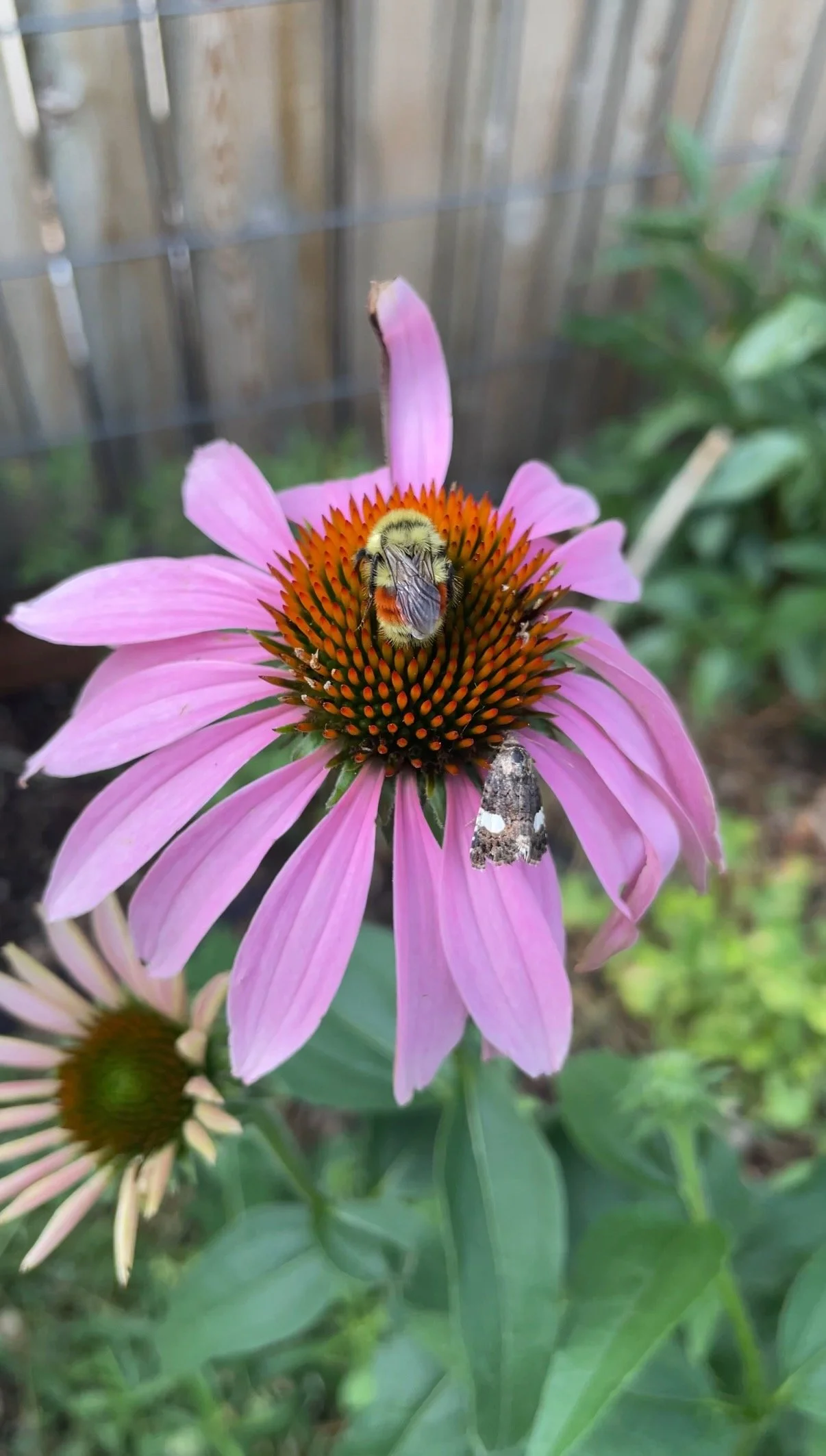 bumblebee 4.jpeg