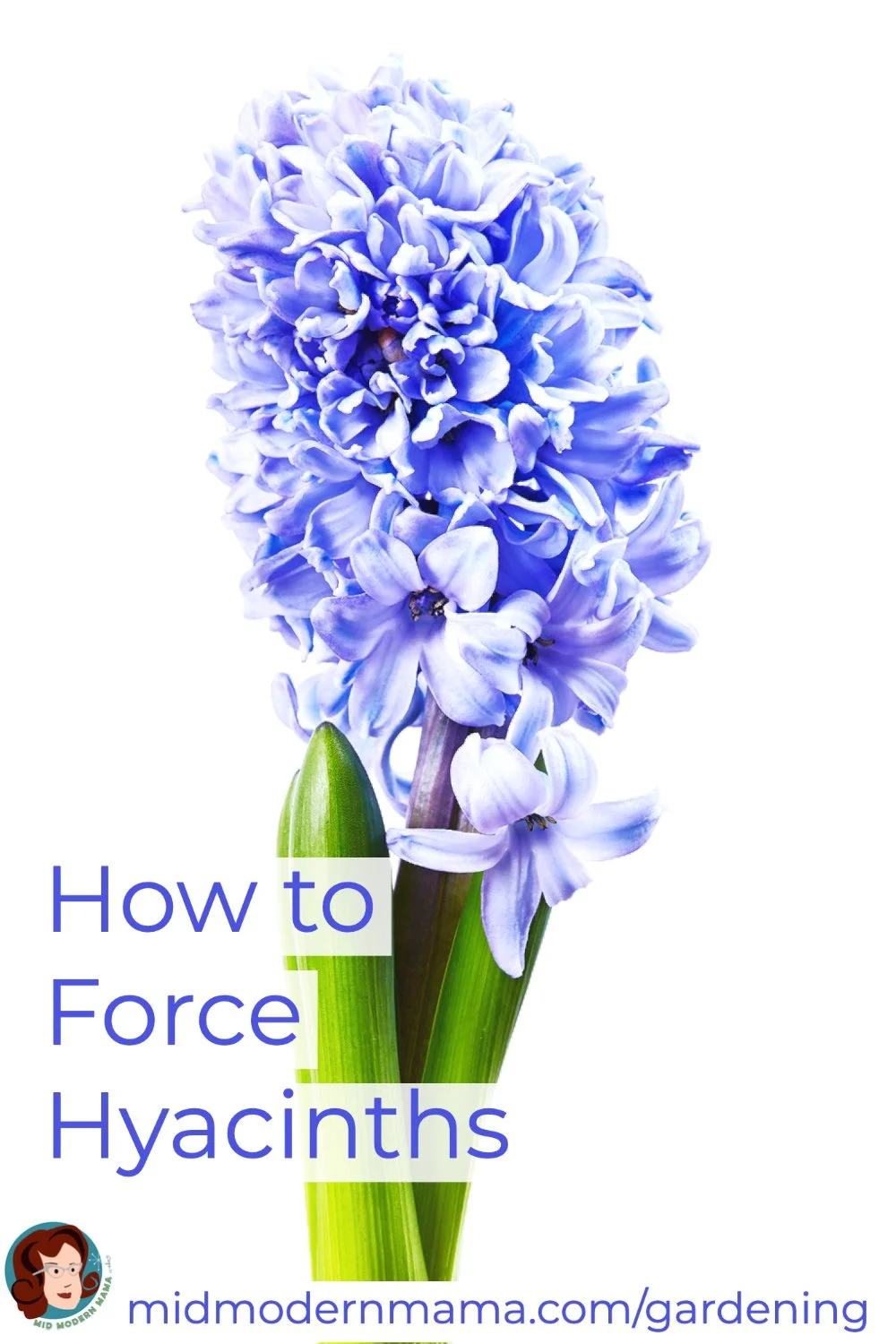 How to Force Hyacinth Bulbs — Mid Modern Mama