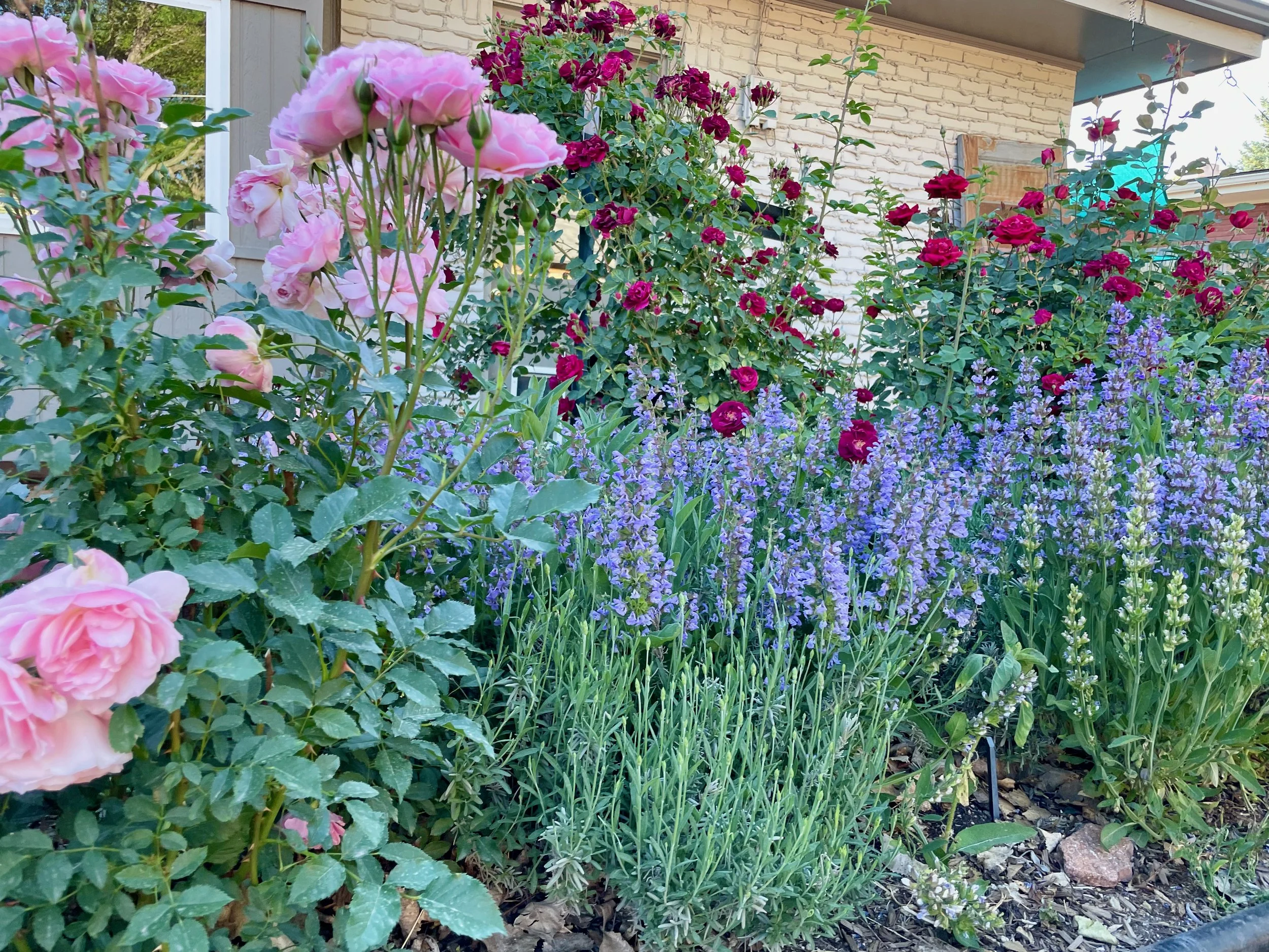 The Best Lavender Varieties for Colorado: Expert Tips for Choosing and ...