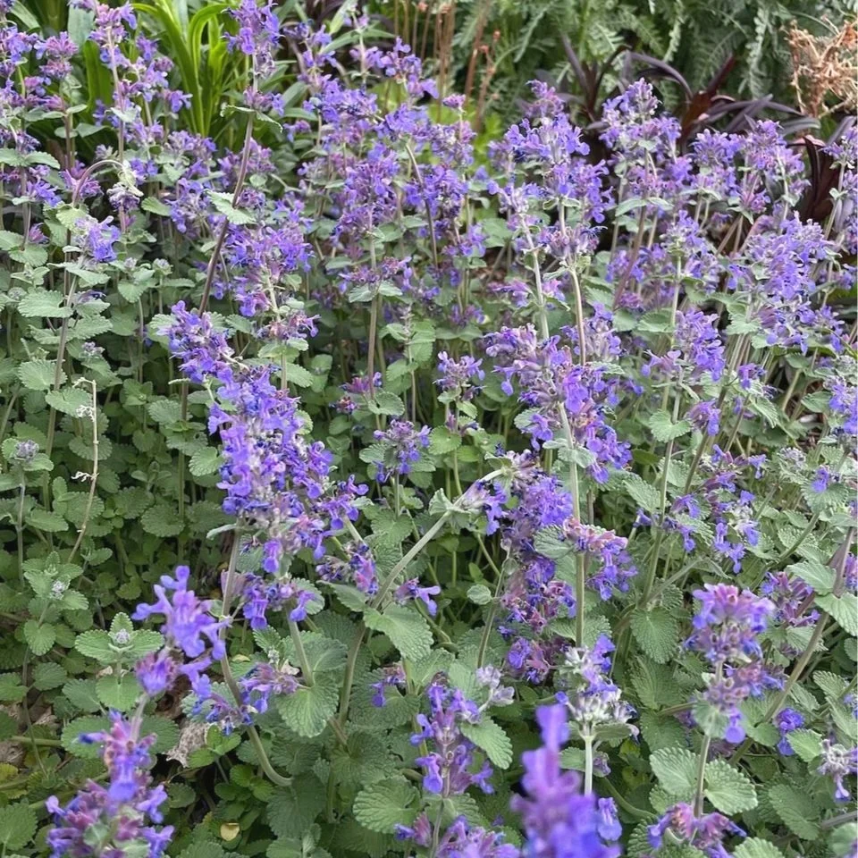 Nepeta | Catmint
