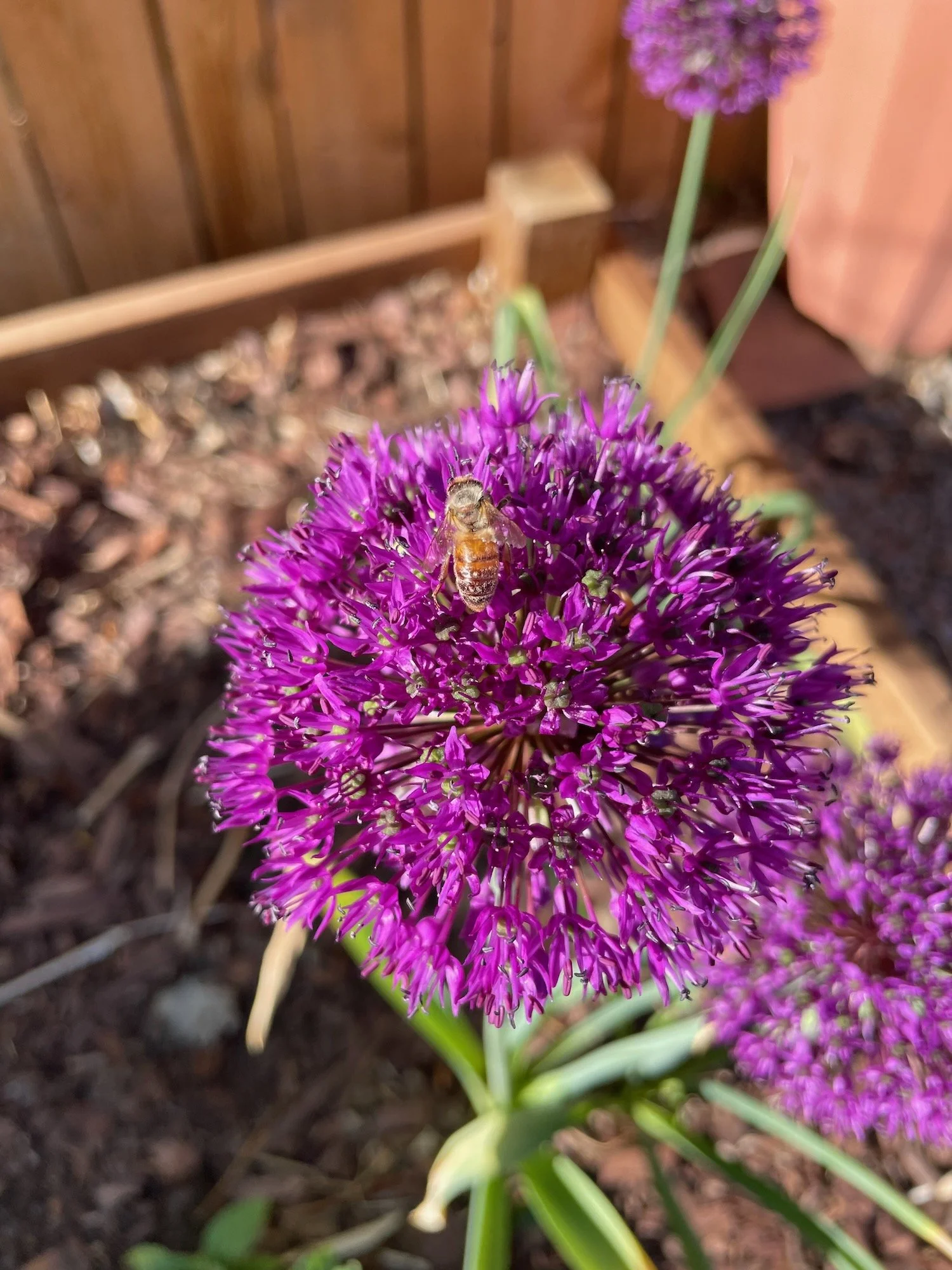 bee.jpeg