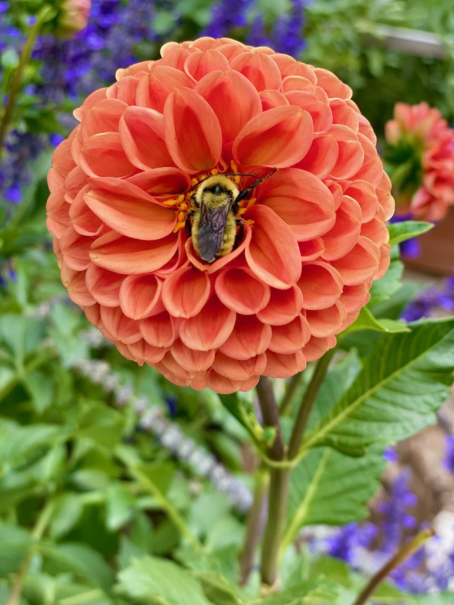 bumblebee 2.jpeg