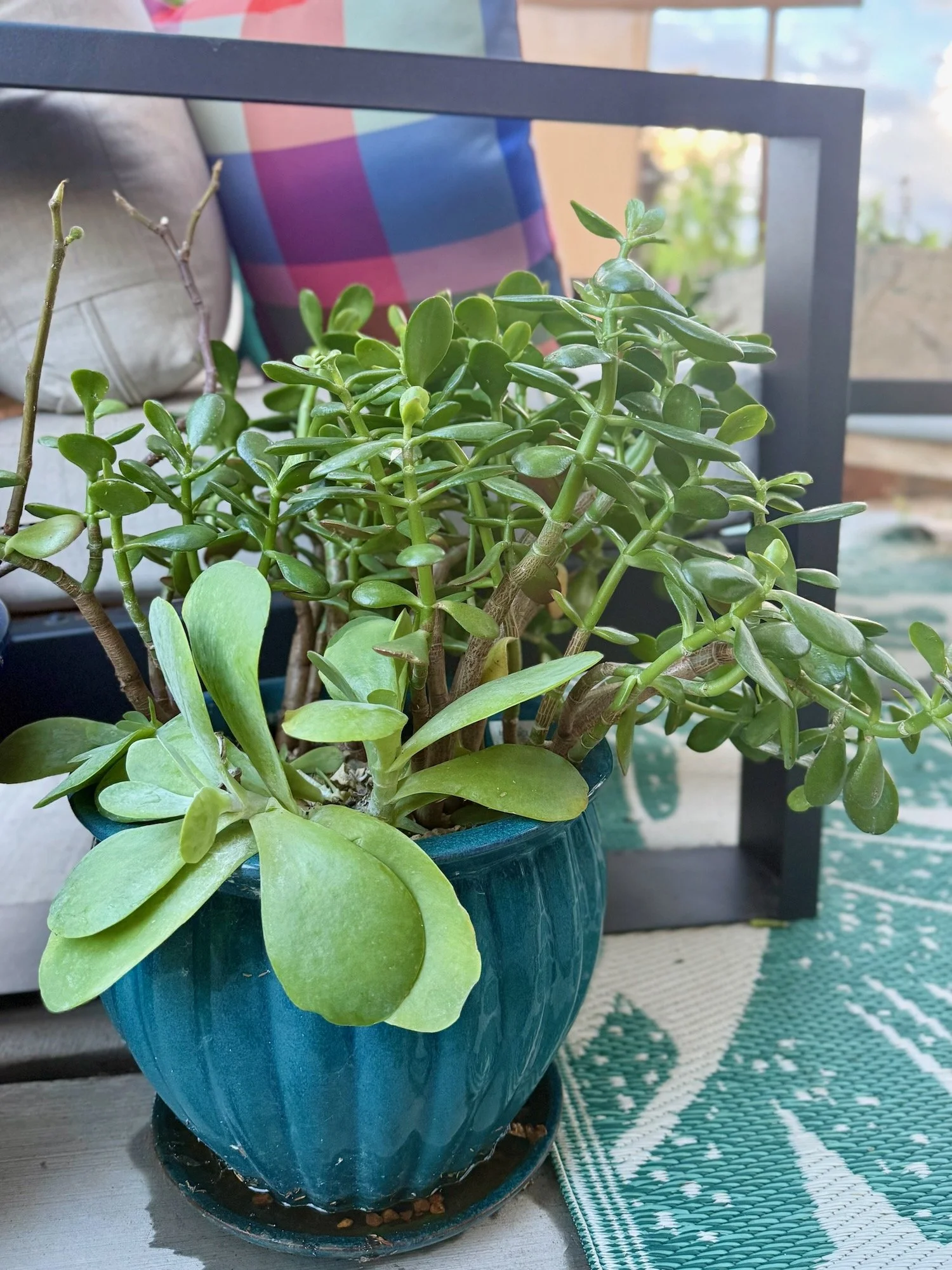 Succulents in a round pot at the end of the couch