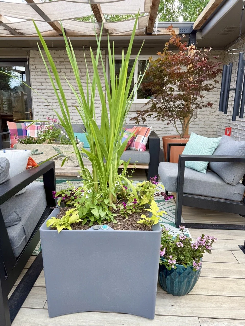 This year the big pots on the deck are planted out with Crocosmia which is bringing both height and color.