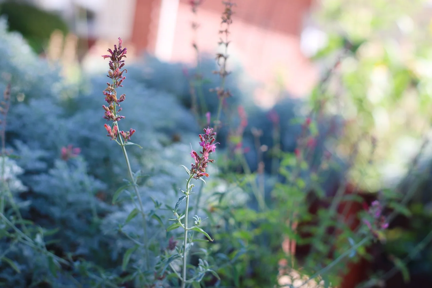 My Favorite Cheat: Pre-Planned Garden Collections