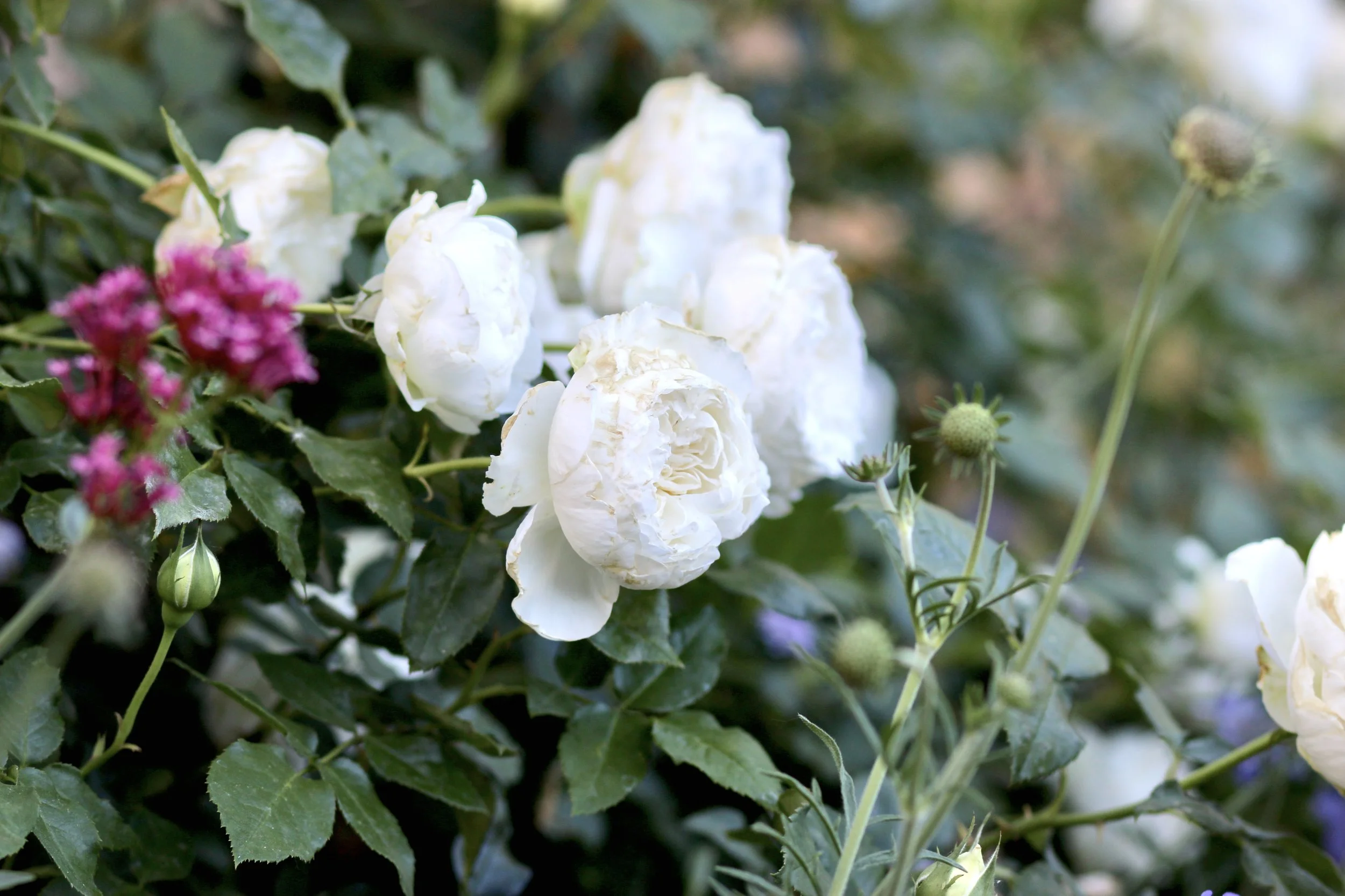 Garden Tour: June Roses