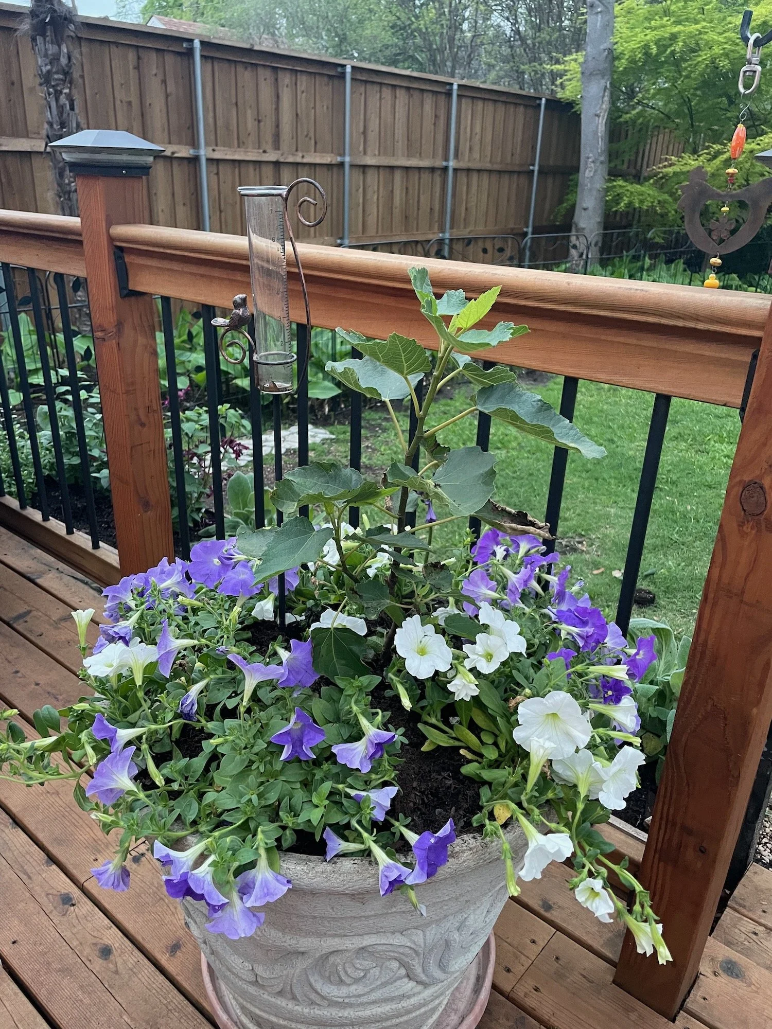 A fig tree and petunias on my mom's deck